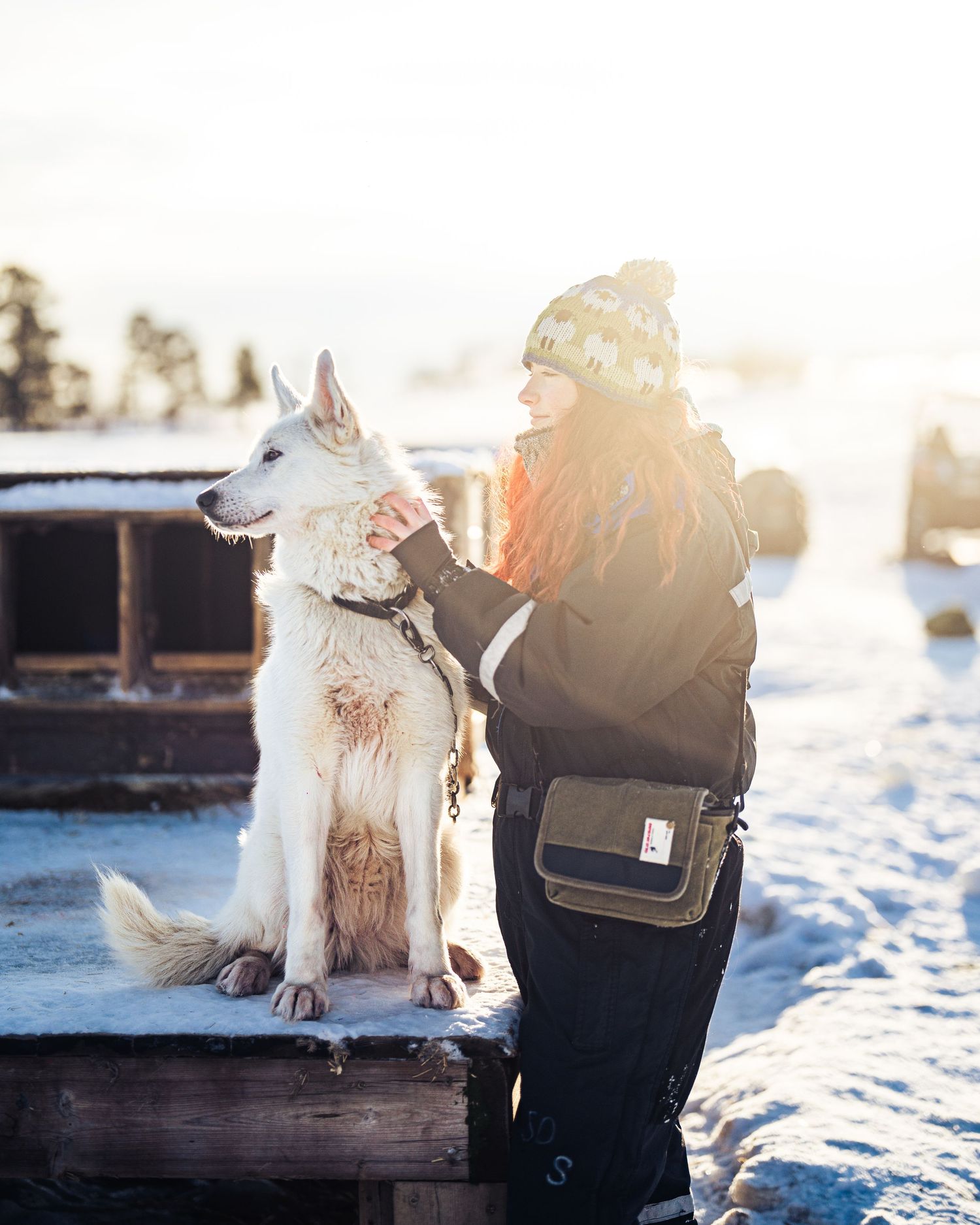 White husky dog receives attention in snowy winter setting. Norway.