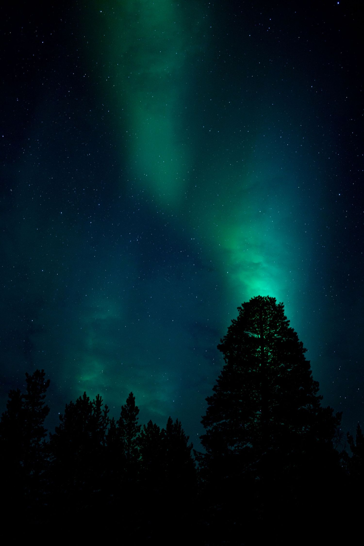 Northern lights cast a mystical green glow over silhouetted forest treeline against starry sky. Norway.