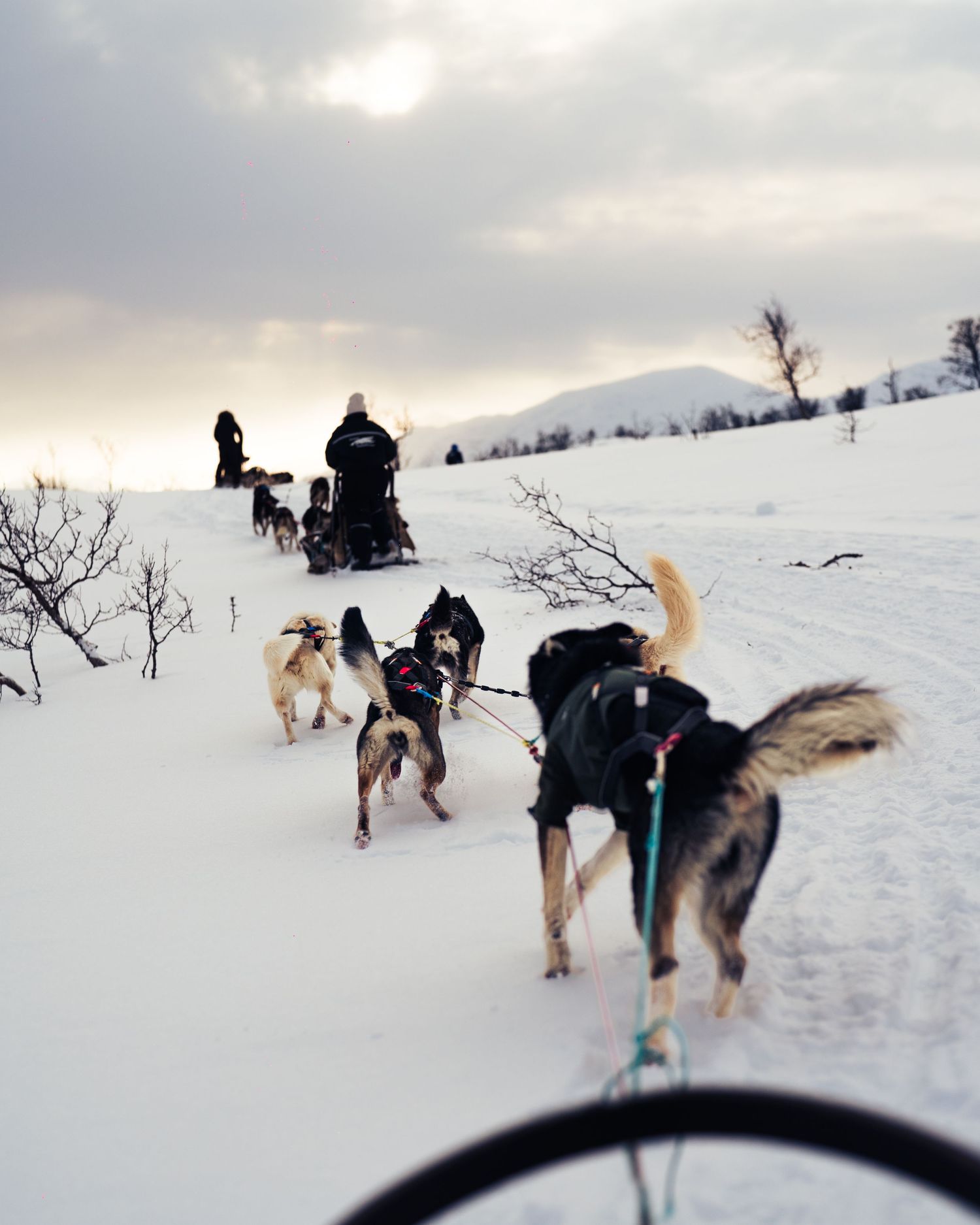Dog sledding team pulls through snowy winter landscape at sunset. Norway.