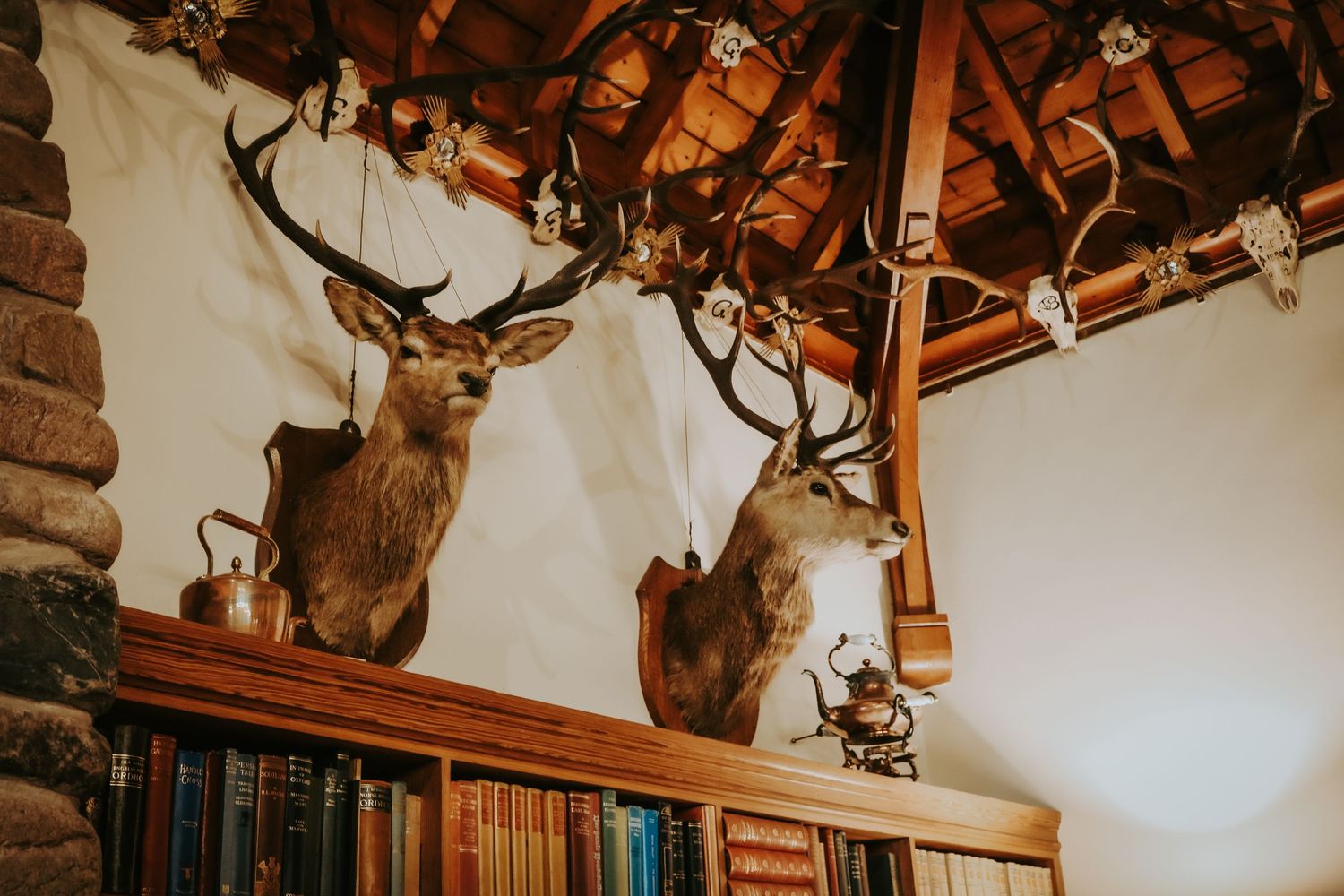 Mounted deer heads and antlers above wooden bookshelves in a rustic interior setting.