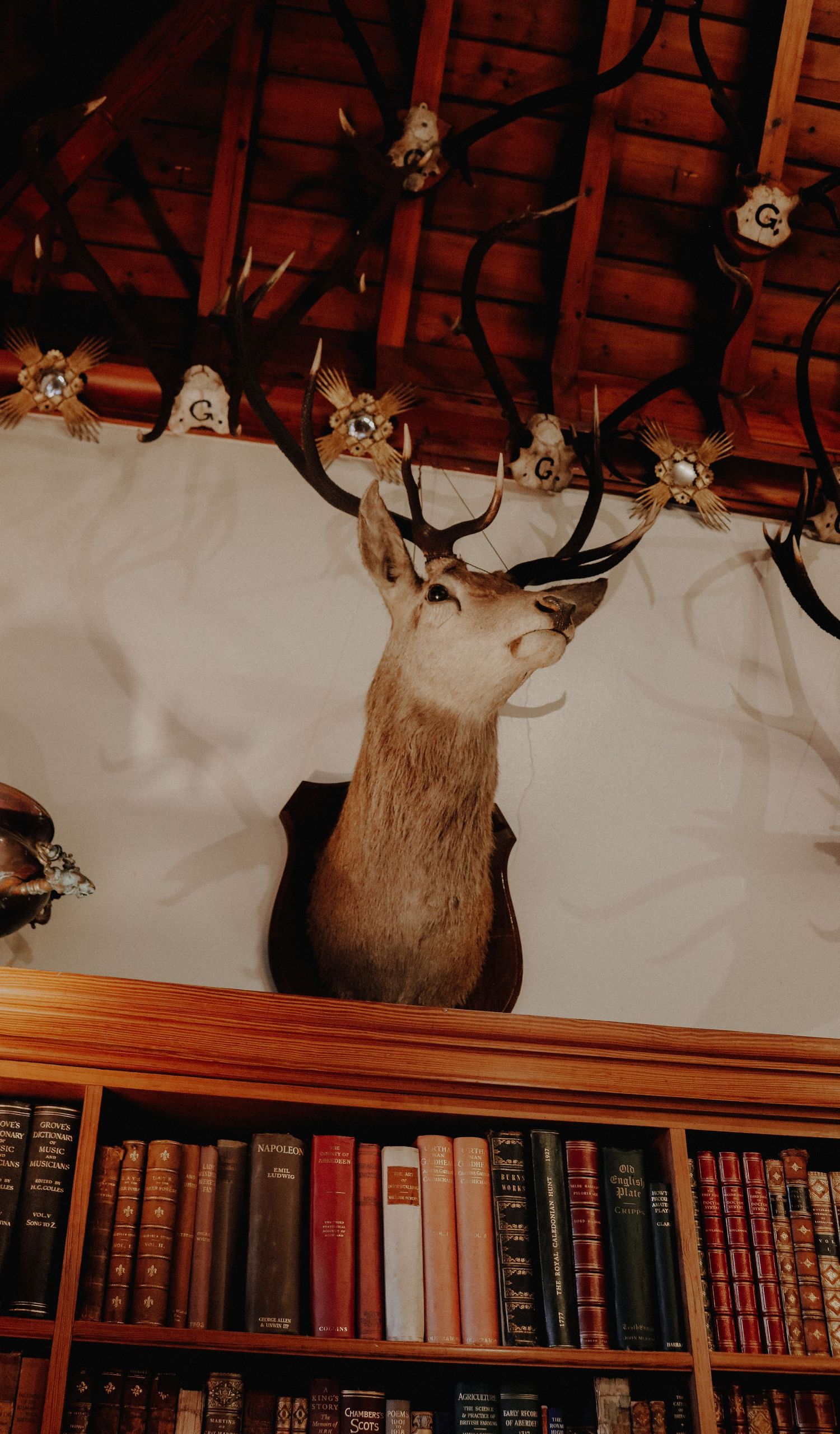 A mounted deer head adorns the wall above a wooden bookshelf filled with vintage books, under warm lighting.
