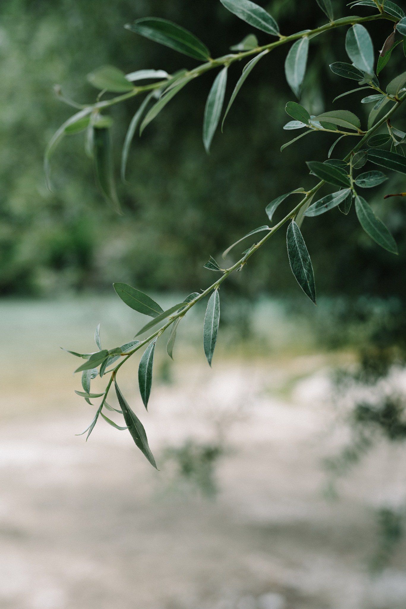 Close-up of olive tree branch with elongated green leaves against blurred background.