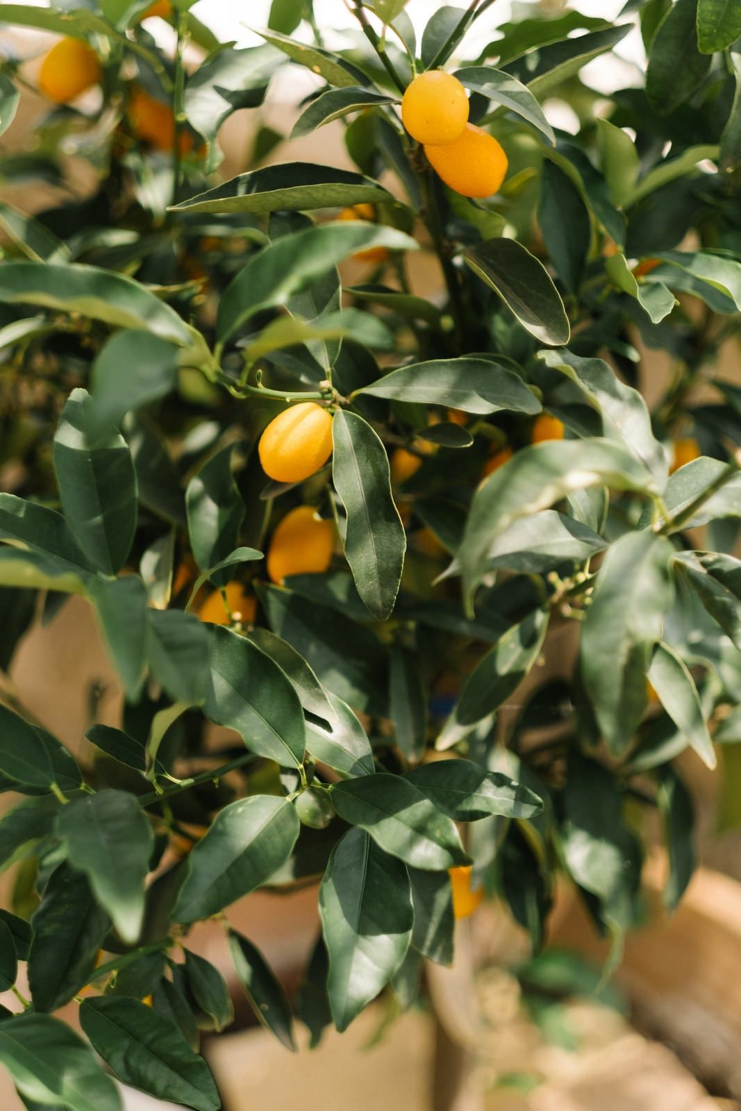 Fresh kumquats growing on tree branches with vibrant green leaves.