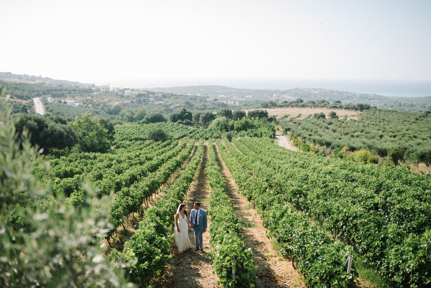 agreco farms in crete greece vineyard