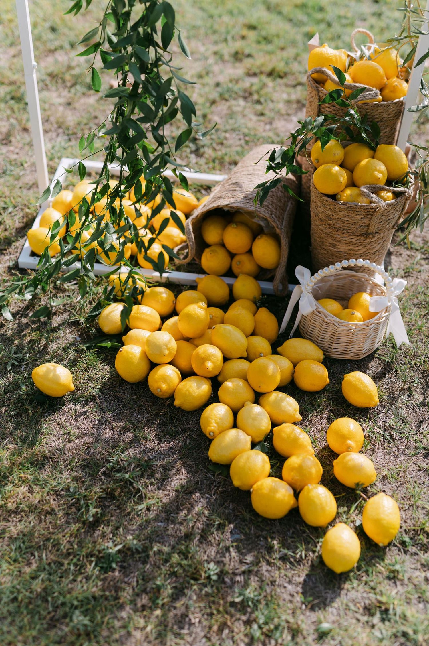 Fresh yellow citrus fruits scattered on grass with woven baskets in rustic garden setting.