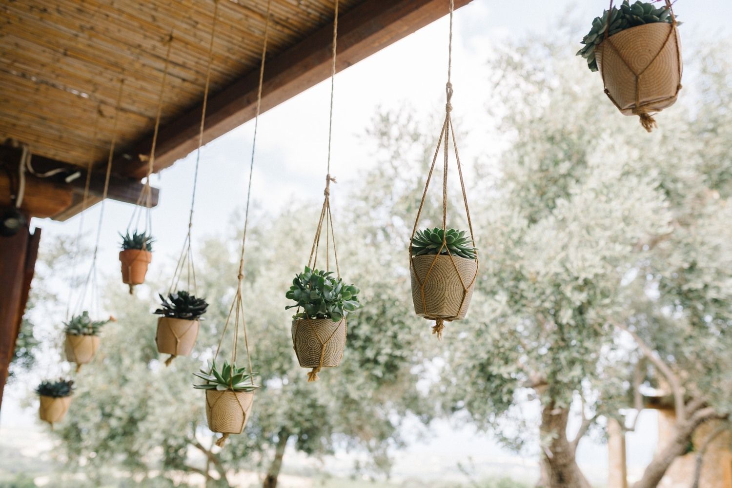 Row of hanging potted succulents decorating an outdoor patio ceiling.