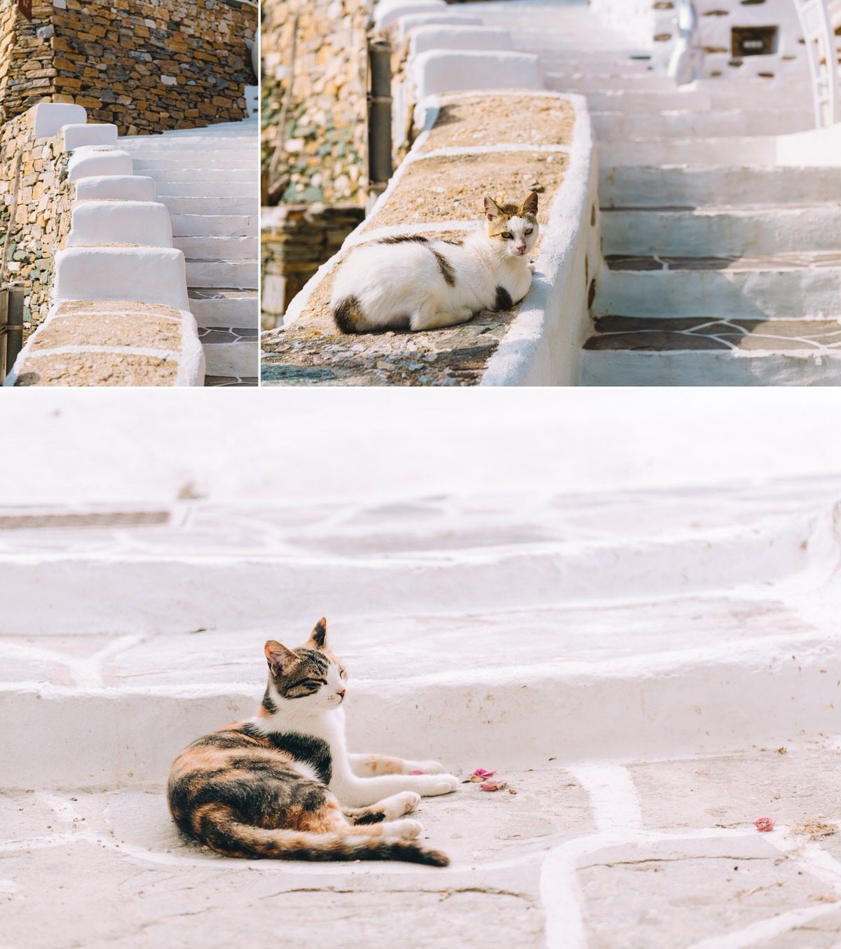 traditional greek cats at kastro in sifnos island