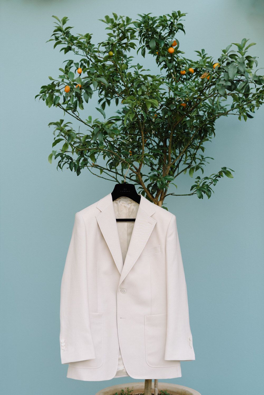 White suit jacket hanging on stand against blue wall with citrus tree.