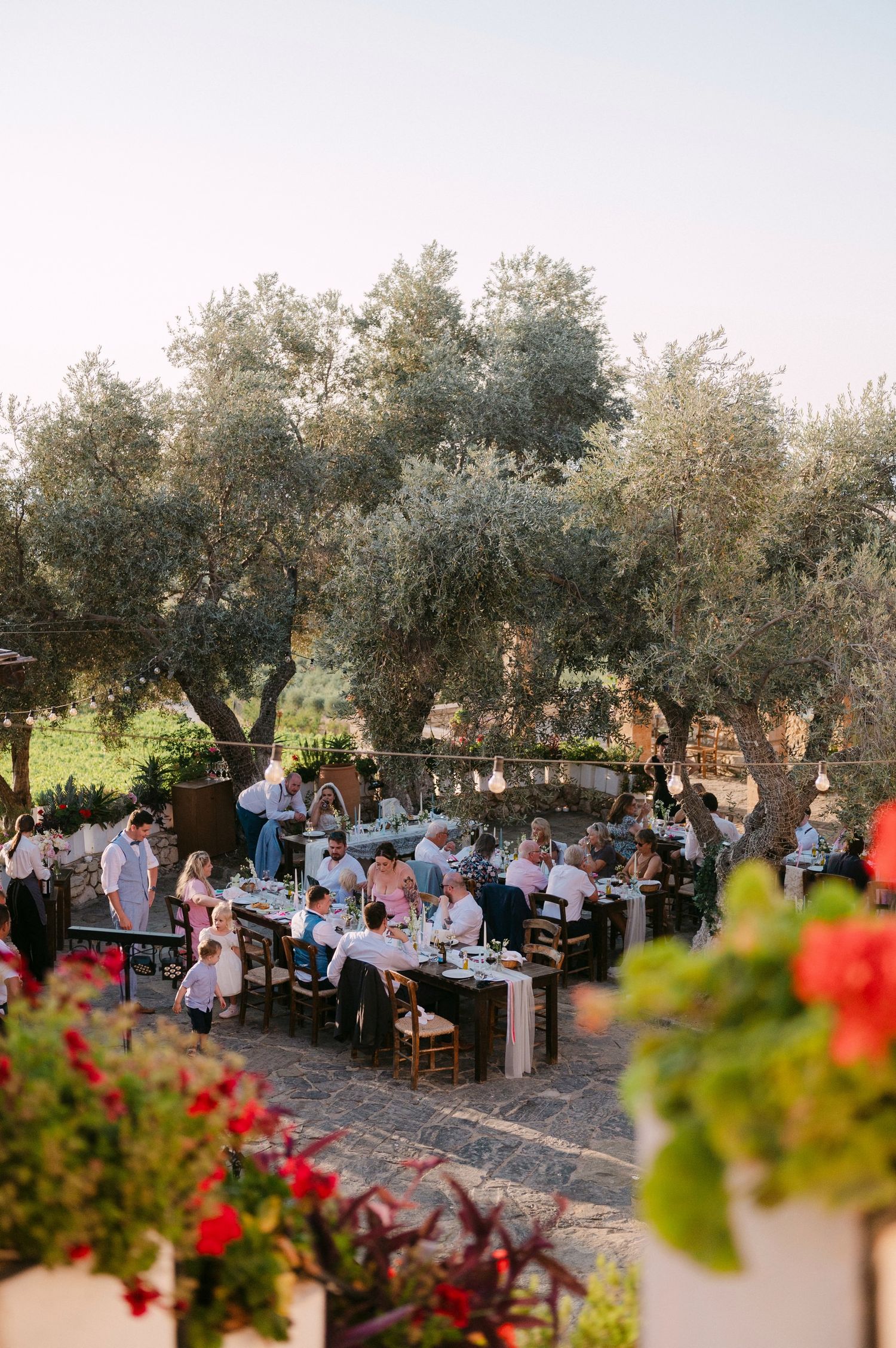 Guests dine outdoors at rustic wooden tables under ancient olive trees with red flowers decorating the scene.