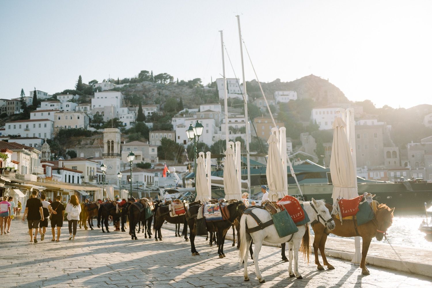 Line of donkeys carrying tourists along sunny Mediterranean waterfront.