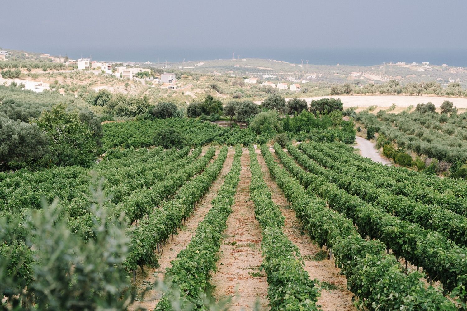 vineyard at agreco farms in crete