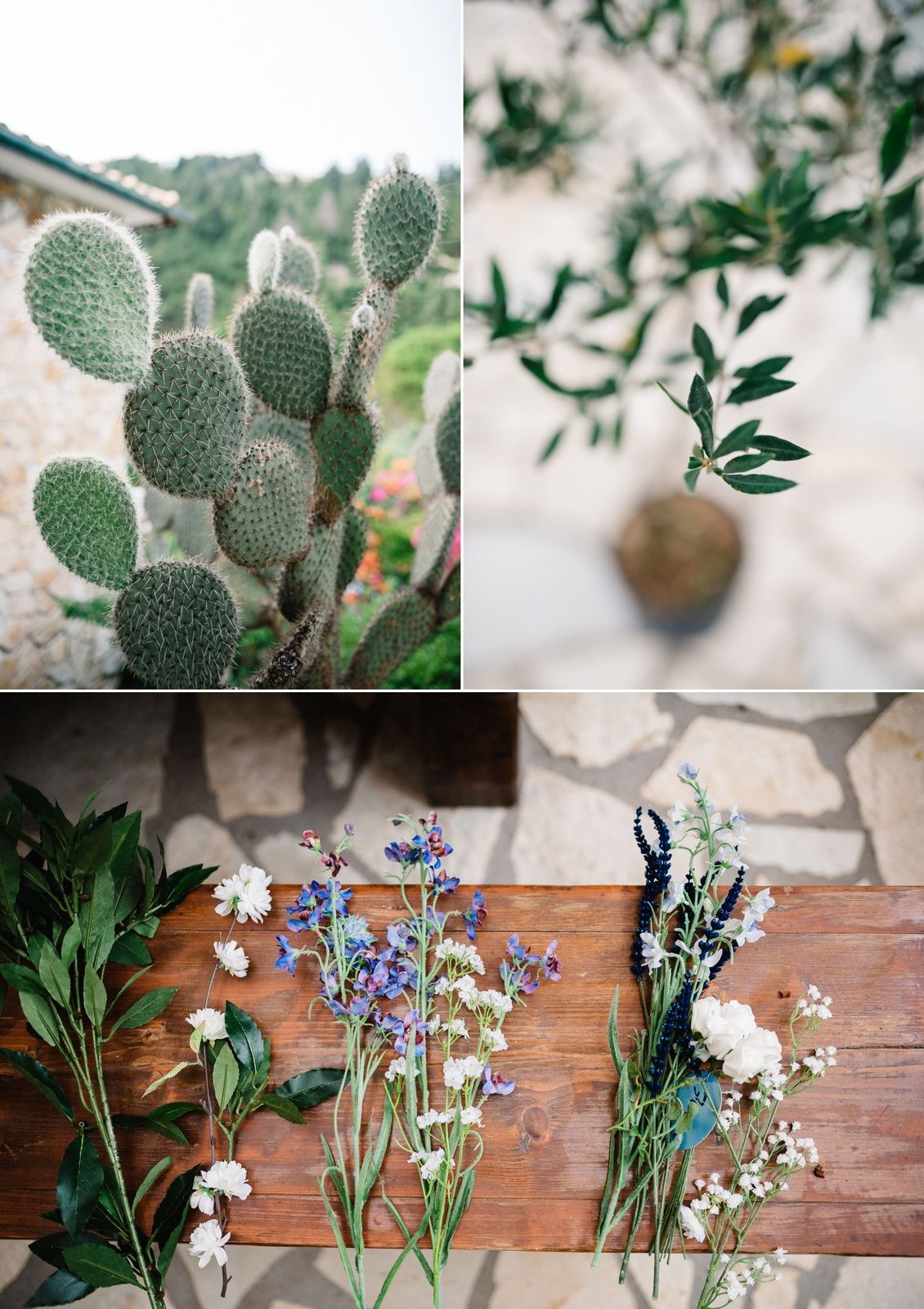 A collage showing a prickly pear cactus and various wildflowers arranged on a rustic wooden surface.