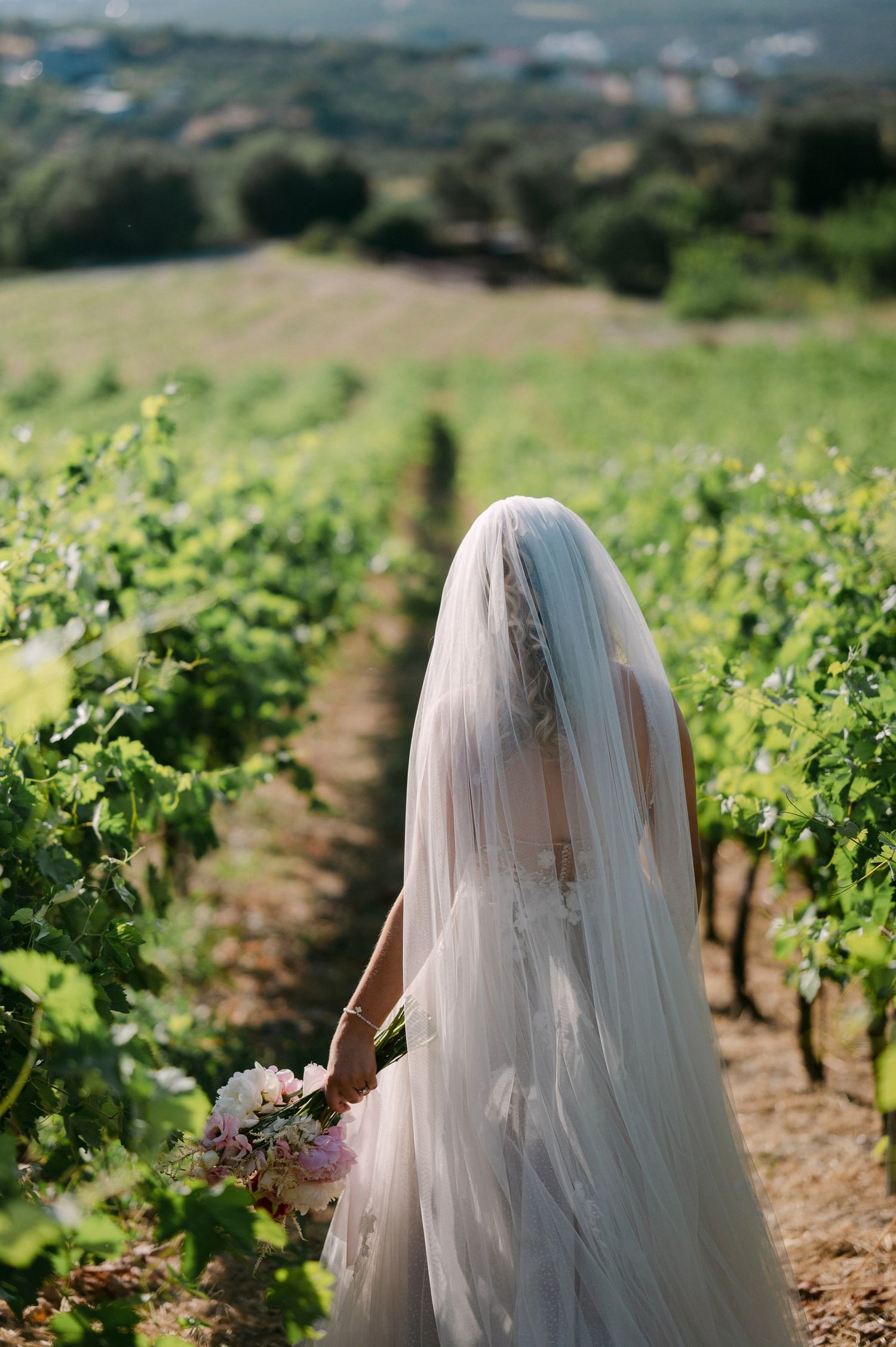 A bride wearing a white veil stands in a scenic vineyard on a sunny day with rolling hills in the background.