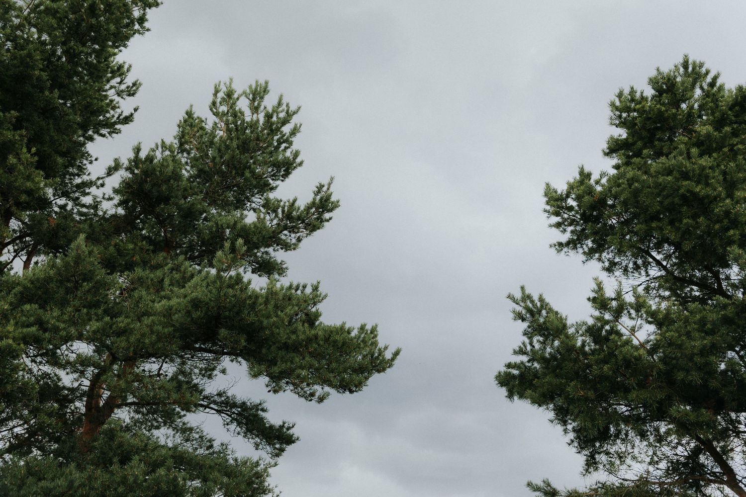 pulmafotograaf, pulmafotograaf tallinnas, fotograaf tallinnas, pildistamine Tartus, eesti fotograafid