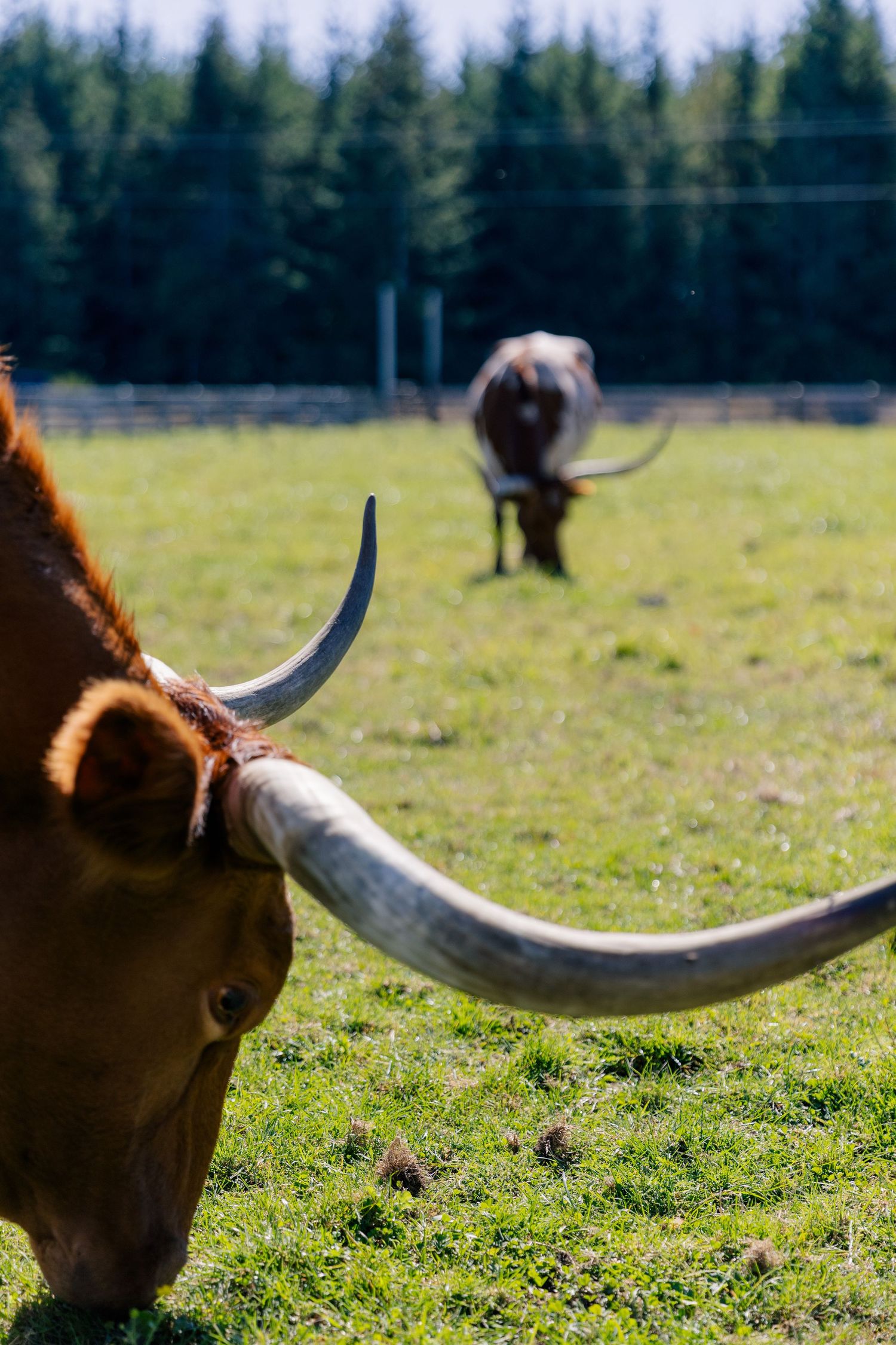 Close-up view of a Texas Longhorn cow grazing in a grassy meadow with forest in the background.