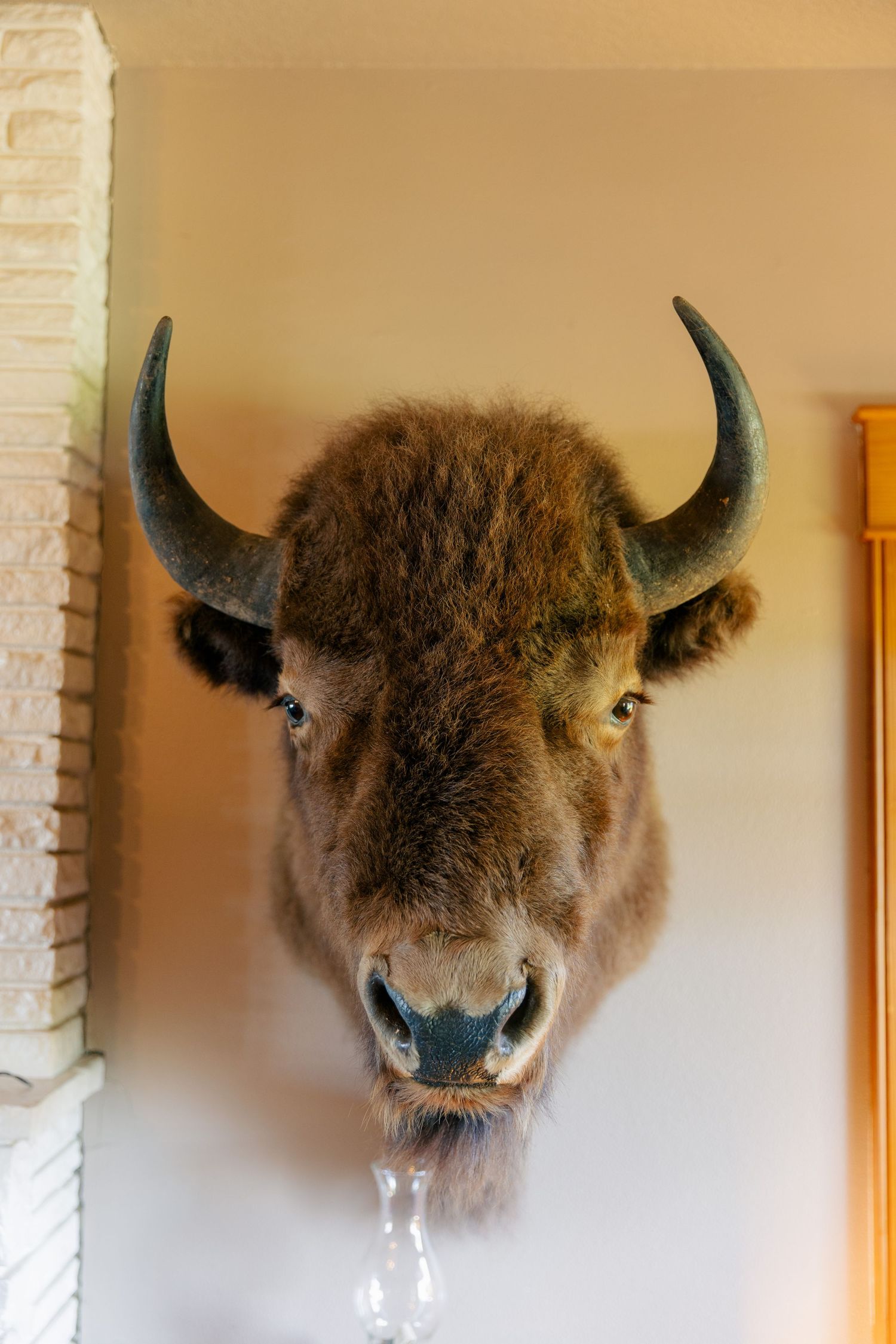 A mounted buffalo head with dark curved horns and shaggy brown fur displayed on a beige wall.