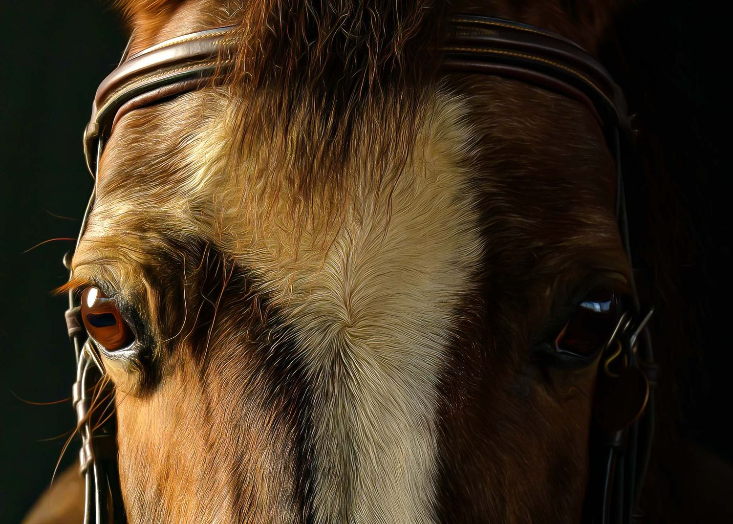 Professional equine portrait session in DFW — heirloom-quality fine-art horse photography.