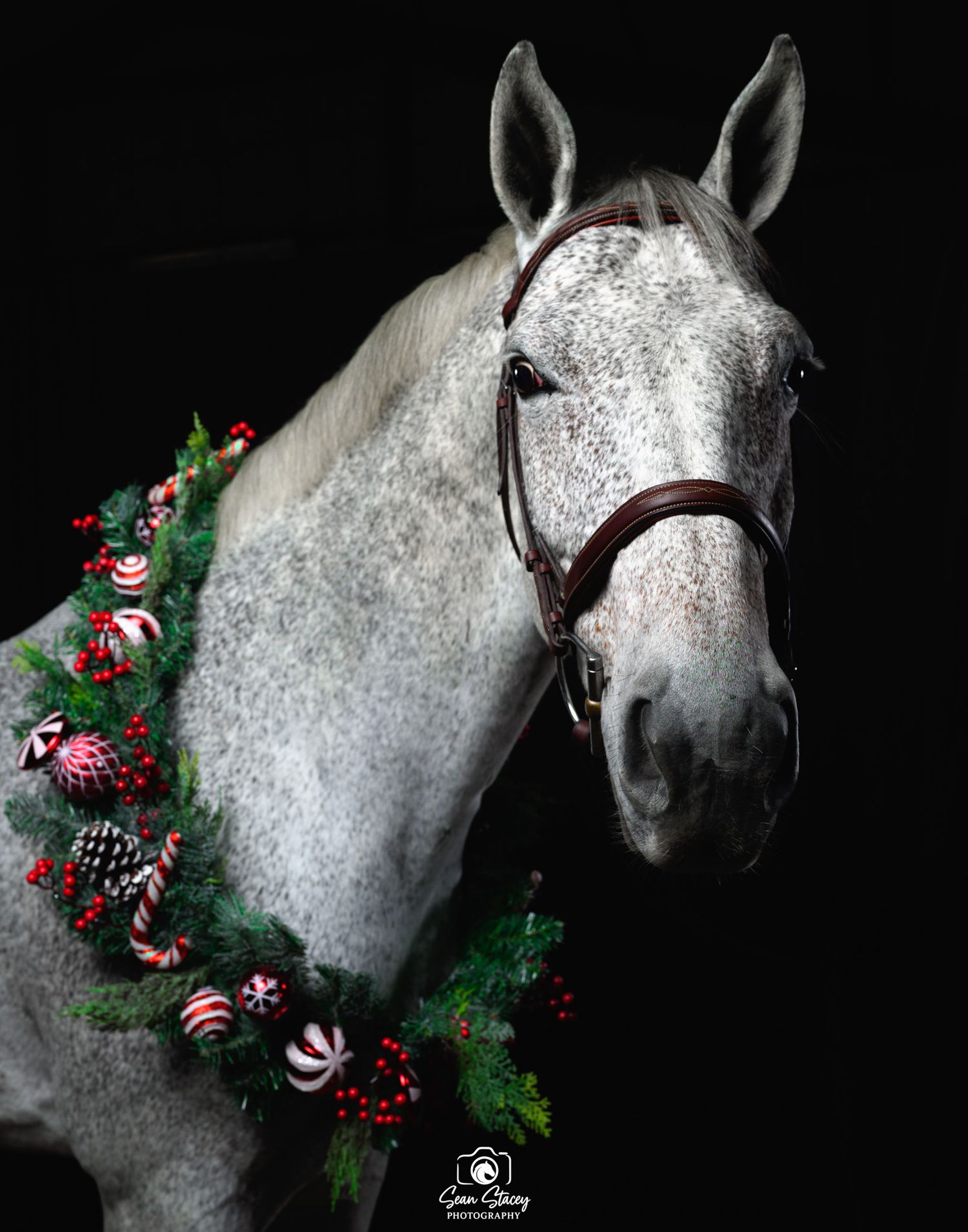 A dappled grey horse adorned with festive Christmas decorations and ornaments against a dark background taken by Sean Stacey Photography.