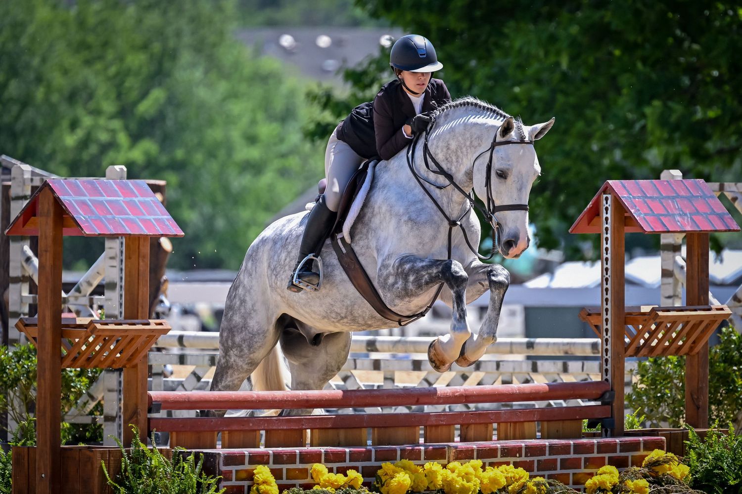 Show jumper clearing a fence during hunter jumper event — professional horse show photographer