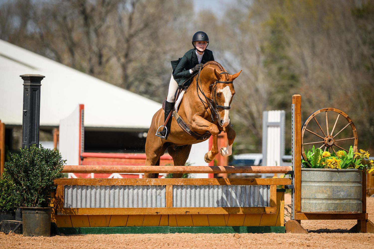 A younger equestrian clears a unique wagon wheel fence during a hunter competition at Texas Rose Horse Park.