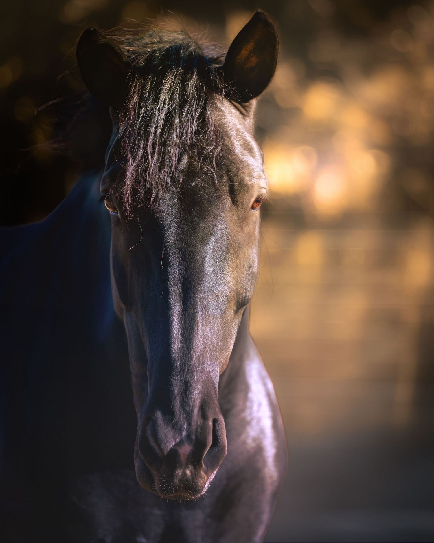 Artistic portrait of dark horse's face with golden bokeh background taken by Sean Stacey.