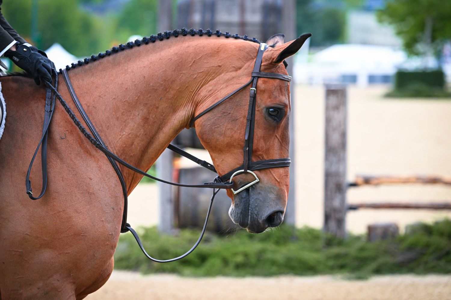 A row of five chestnut colored horses with bridles shown in profile view against a blurred background.