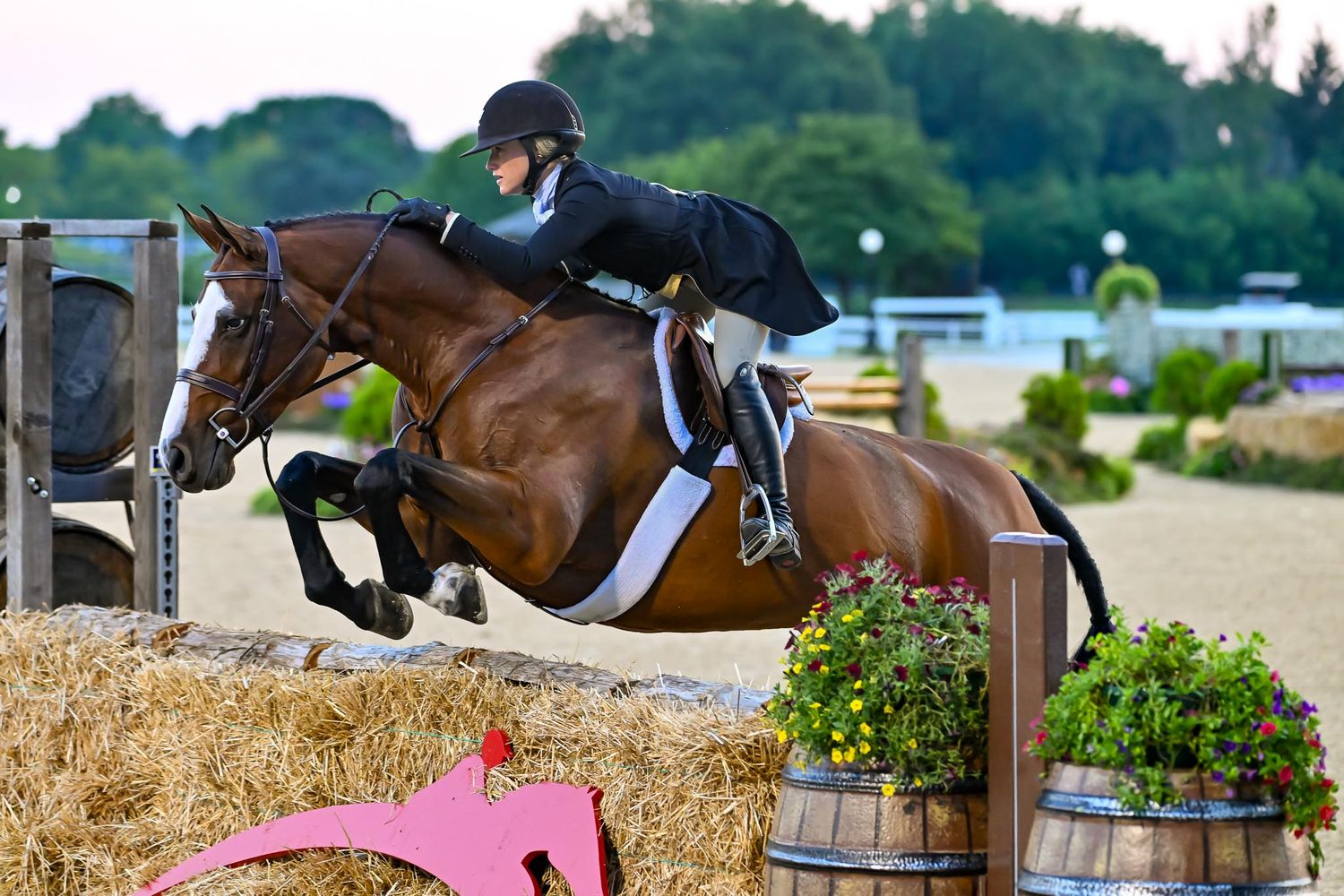 Equestrian sport horse competition image showing precision and focus