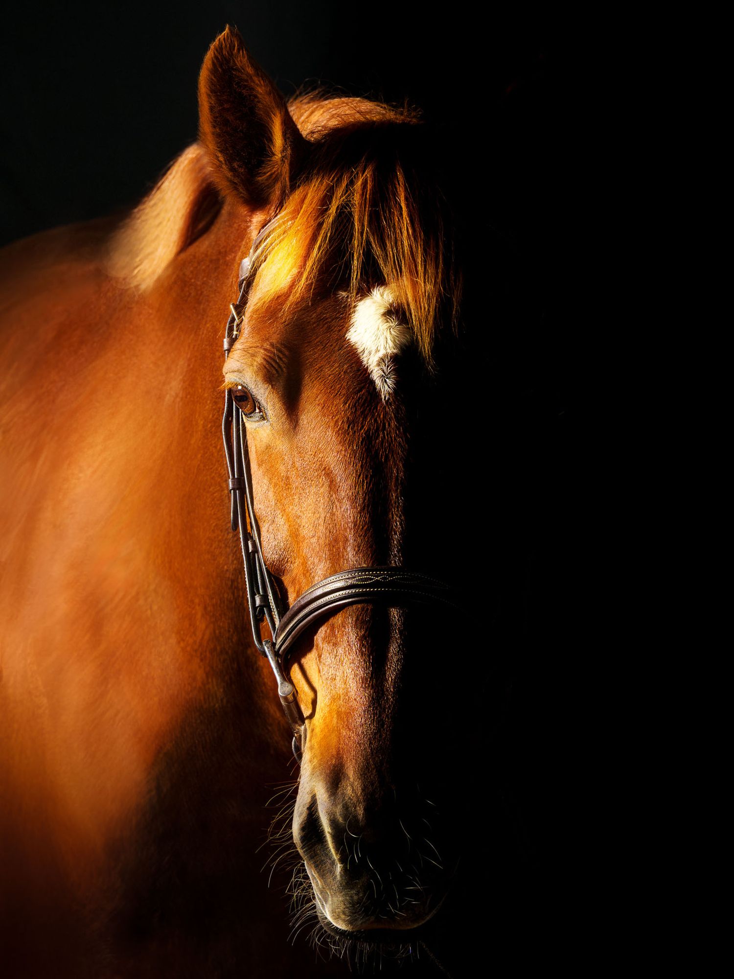 Elegant fine-art horse portrait capturing the beauty and spirit of the equine form.