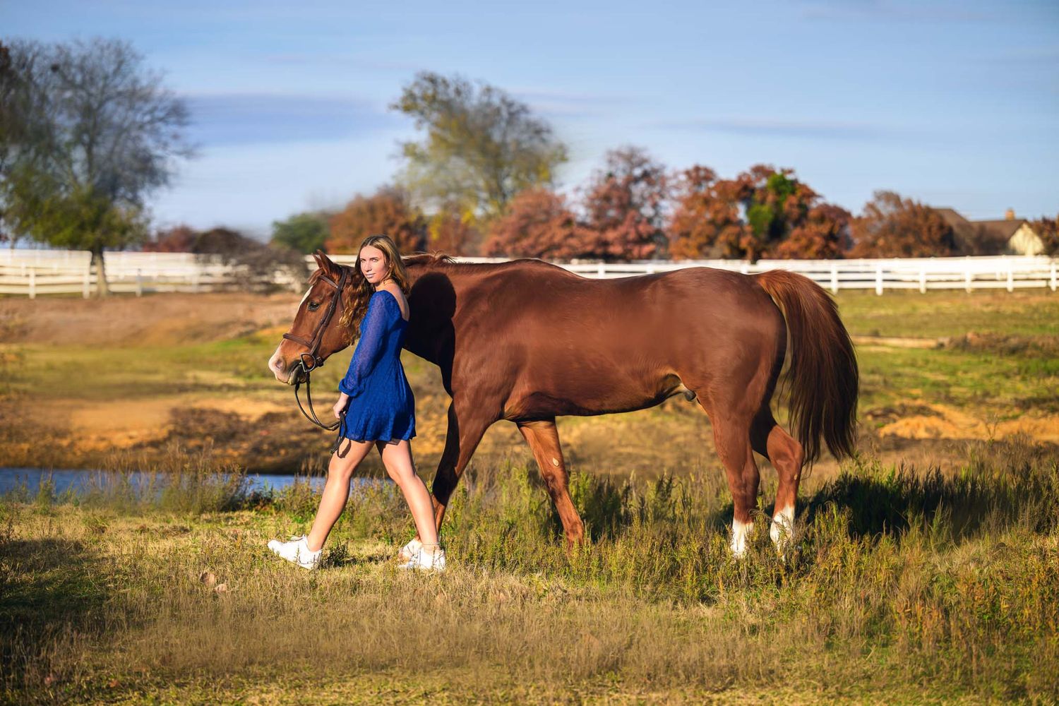 A brown horse and someone in a blue dress walking together in a rural pasture with white fencing in the background.