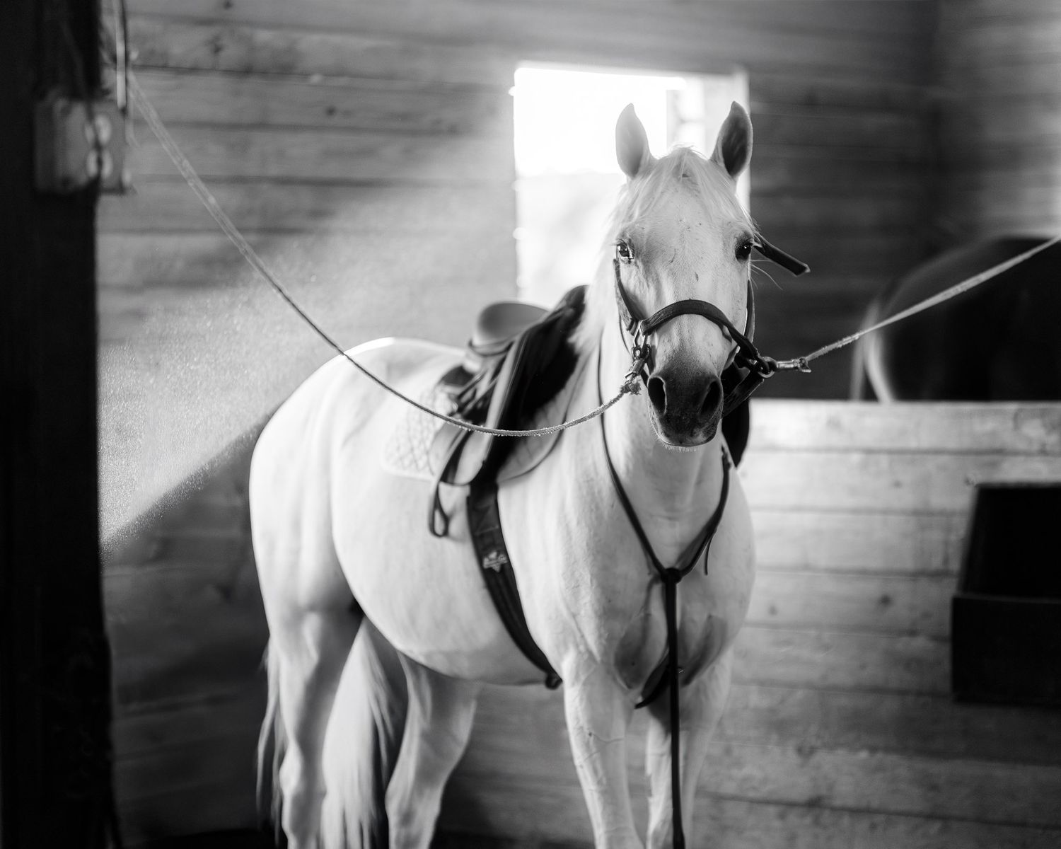 Equestrian business branding photography for website and social media use — Sean Stacey Photography - taken for Southlake Equestrian.