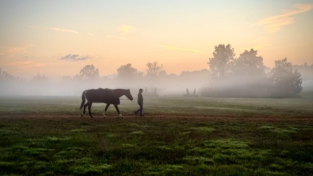 A horse grazes in a misty field at sunrise with silhouetted trees in the background creating a peaceful view of Kentucky Horse Park.