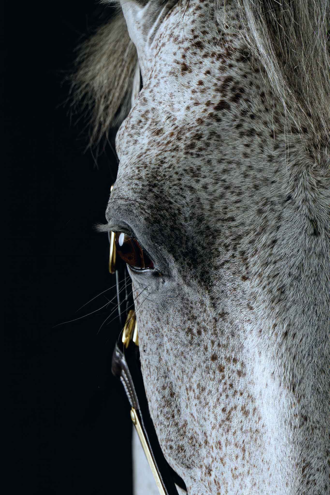 Close-up fine-art horse portrait created for heirloom prints.