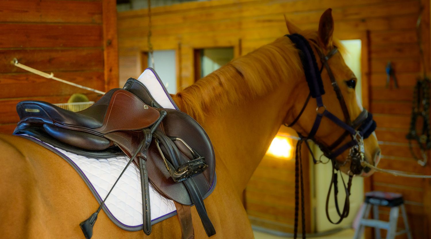 Sale horse photography created for equine marketing materials at Southlake Equestrian  in Southlake, TX..
