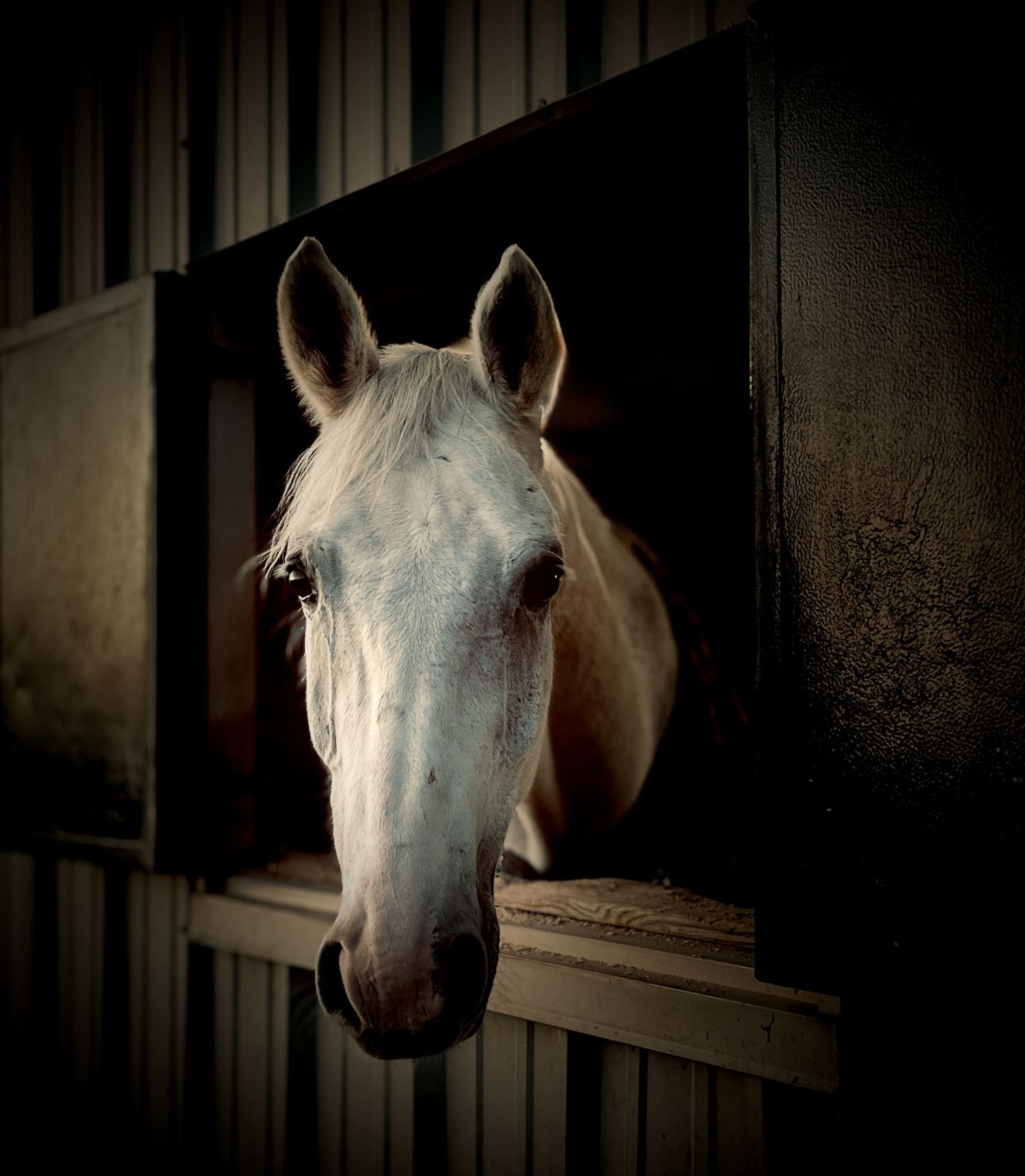 Horse sale portrait showing conformation and stance — equine branding photographer
