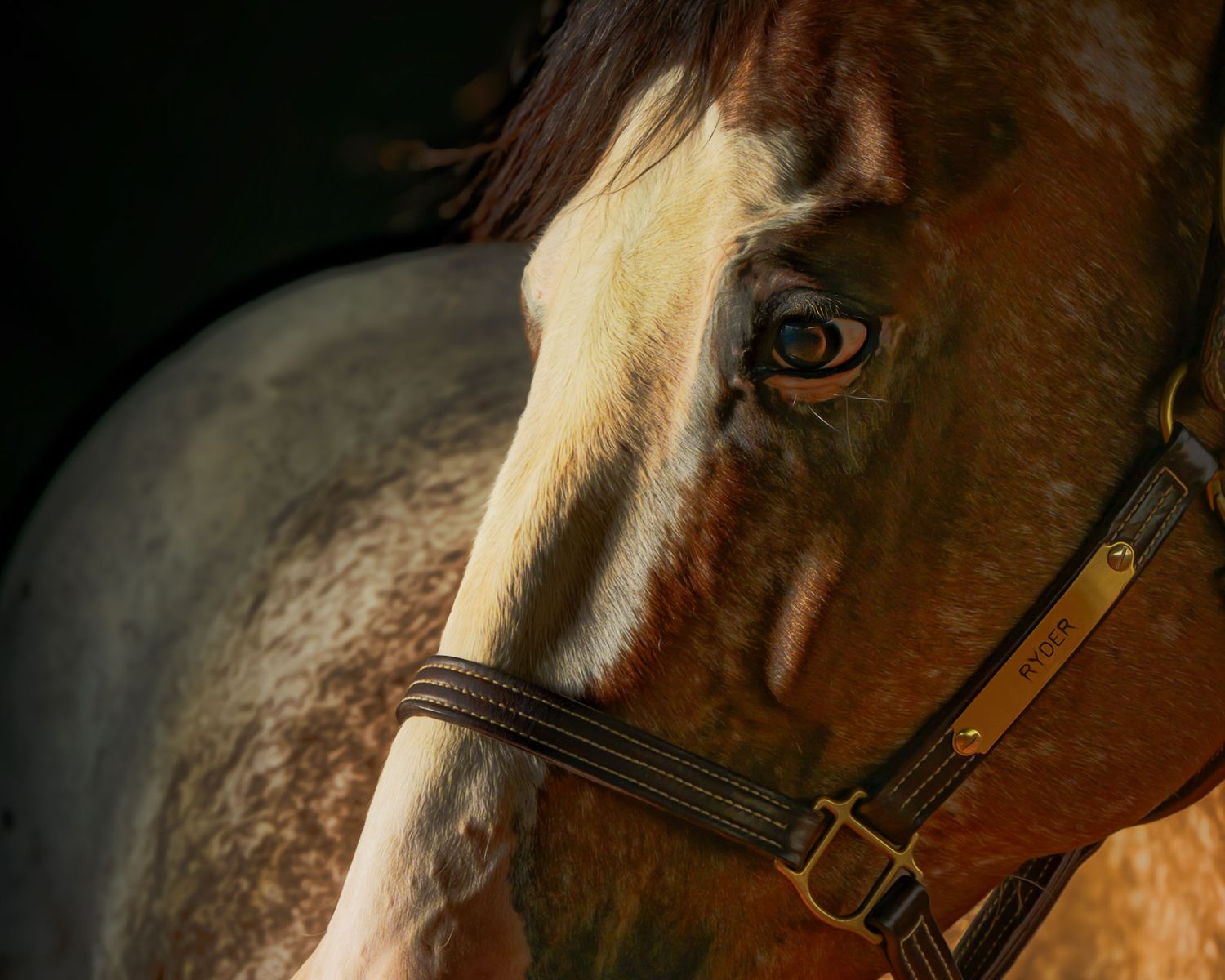 Fine-art equine portrait in Texas by Sean Stacey Photography — luxury black background horse photography.