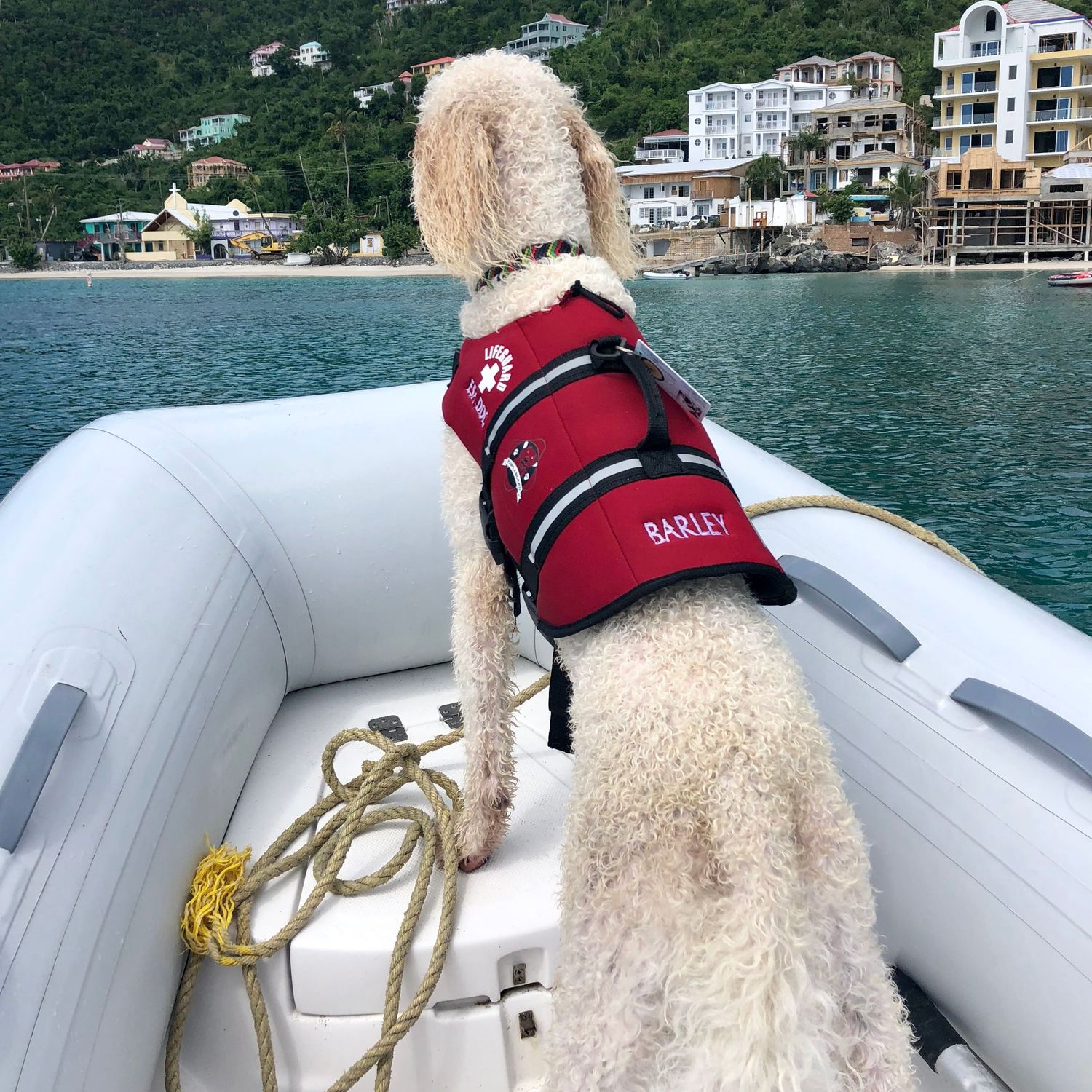 A white poodle wearing a red life vest sits on a boat with rope and water visible in the background.