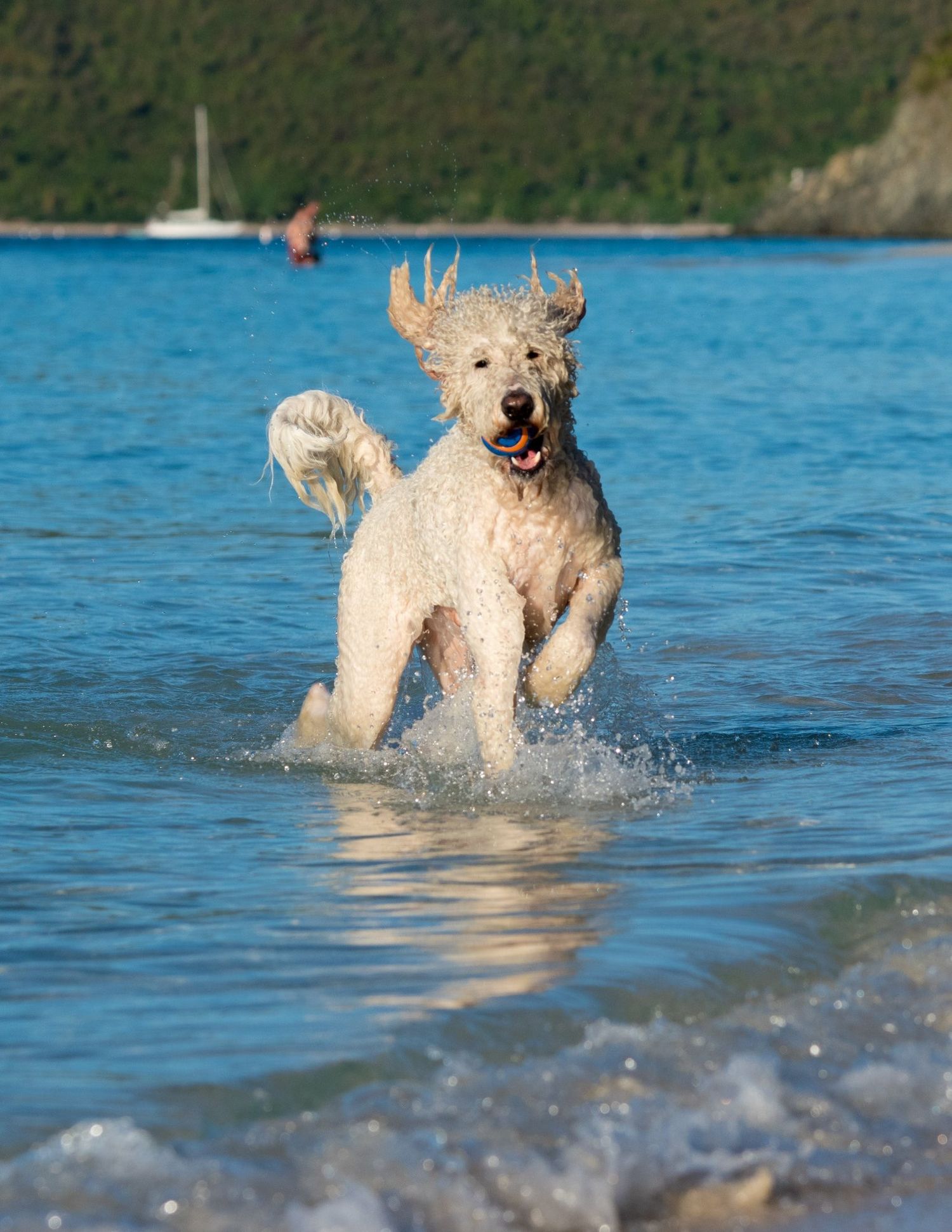 Dog playing on tropical beach — carefree island days before equine work.