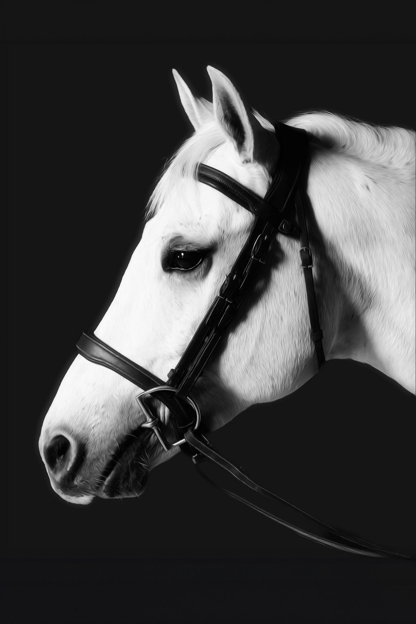 Fine-art equine portrait by Sean Stacey Photography — elegant horse profile with black background