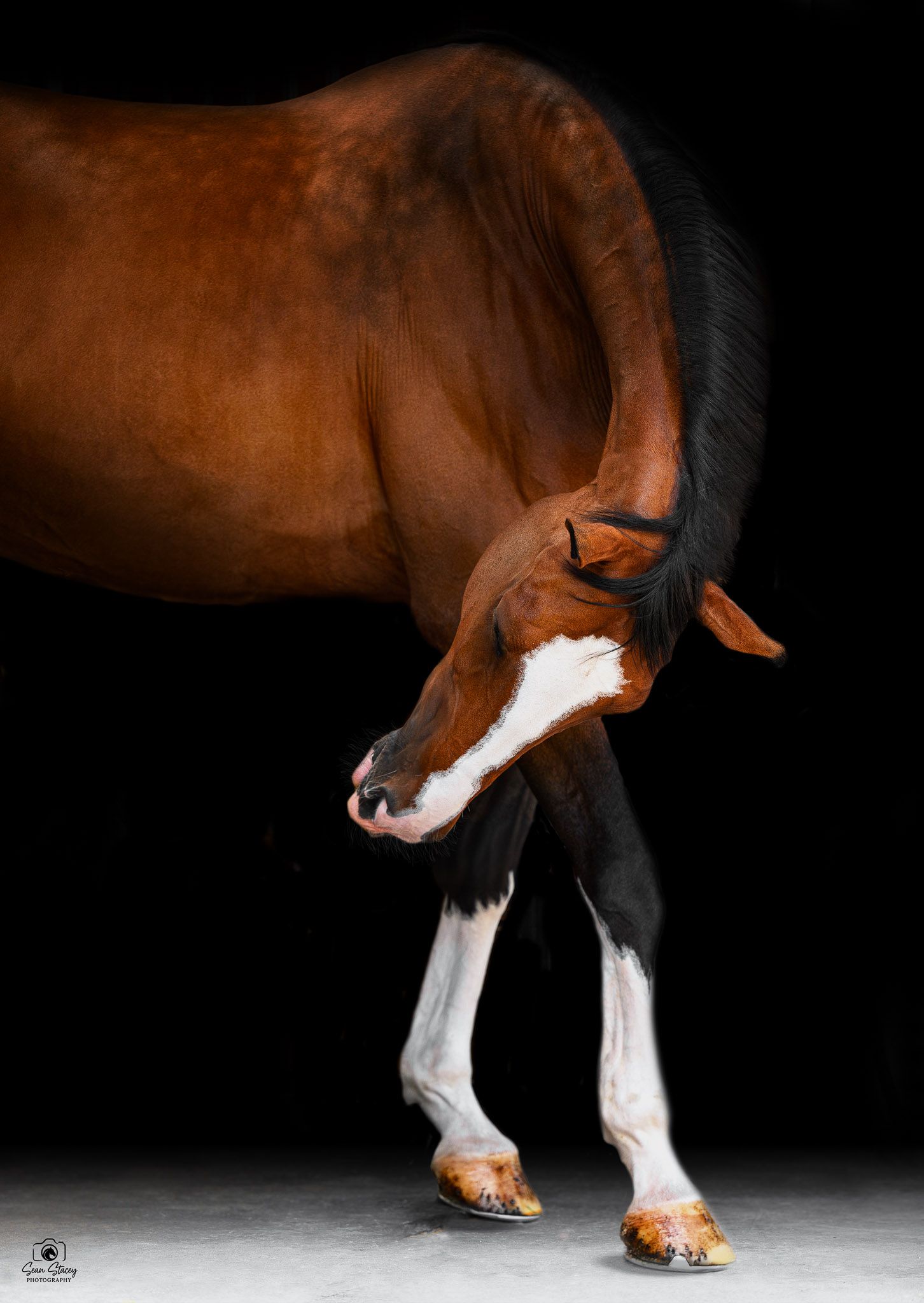 Classic fine art equine portrait with a black background taken by equestrian photographer Sean Stacey