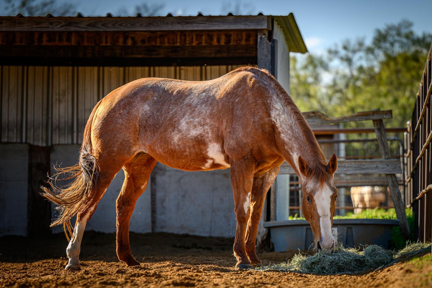 Sale horse photography created for equine marketing materials