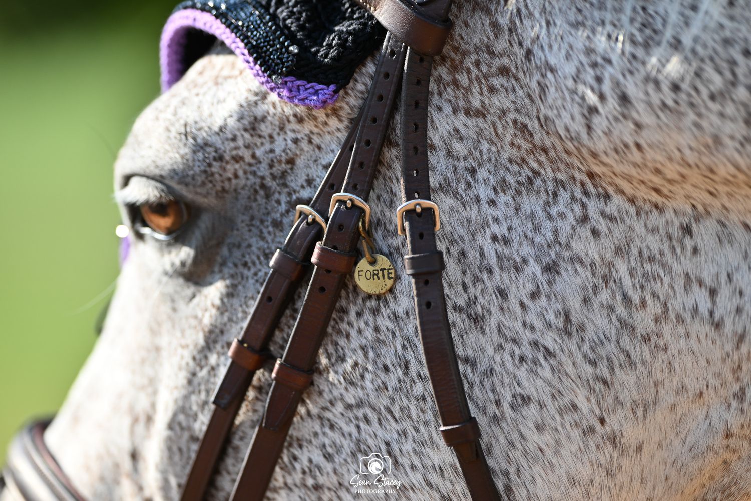 Close-up detail of a dappled gray horse's coat showing white and dark speckled patterns in the fur taken by Sean Stacey Photography.