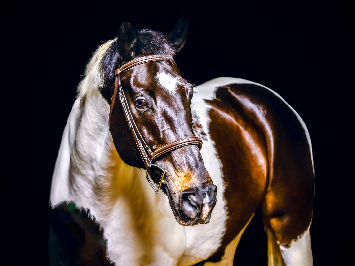 Black background equine portrait emphasizing the beauty and power of the horse