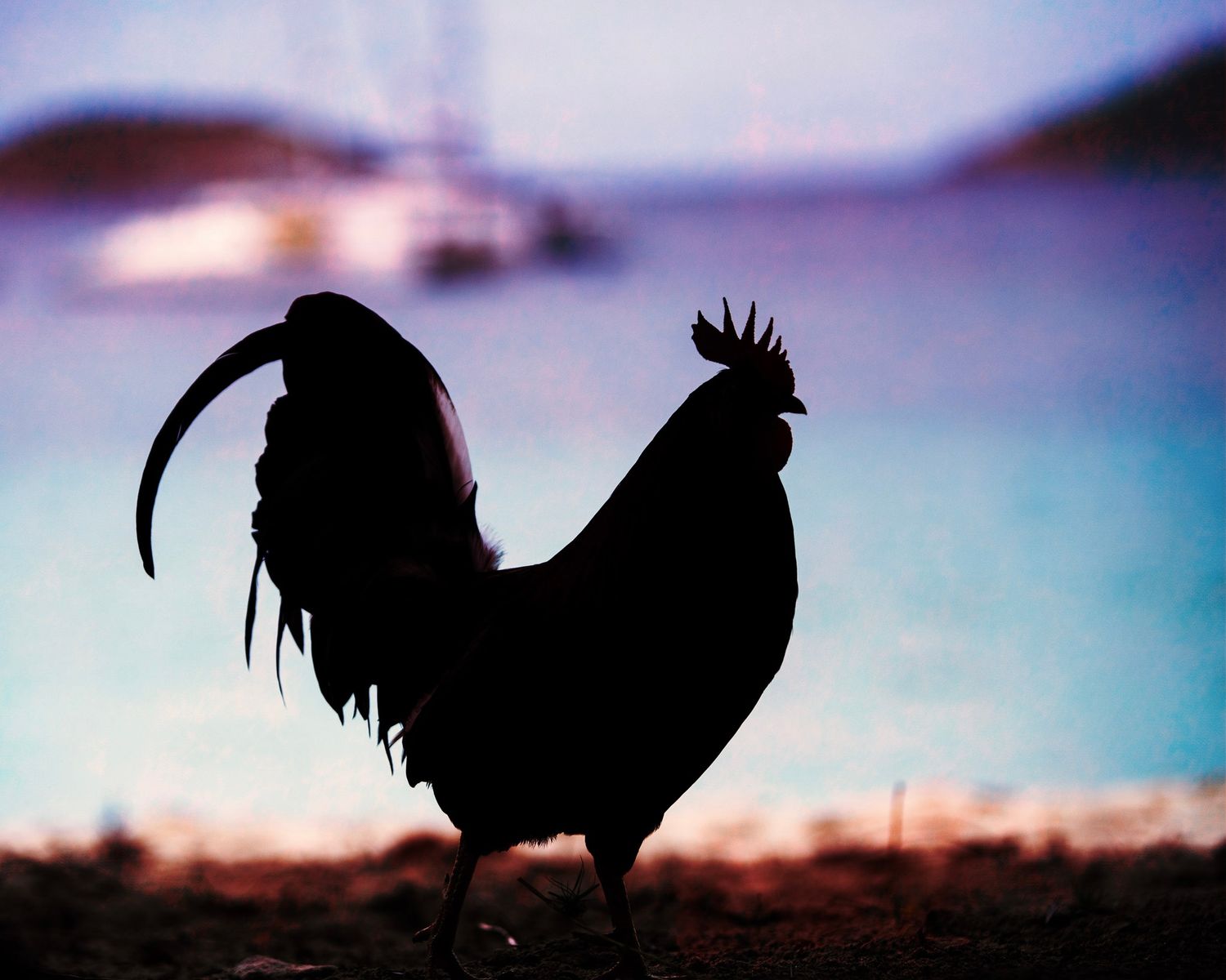 Silhouettes of roosters against a blue sky at dawn create a dramatic island scene as captured by photographer Sean Stacey in St. John, USVI.