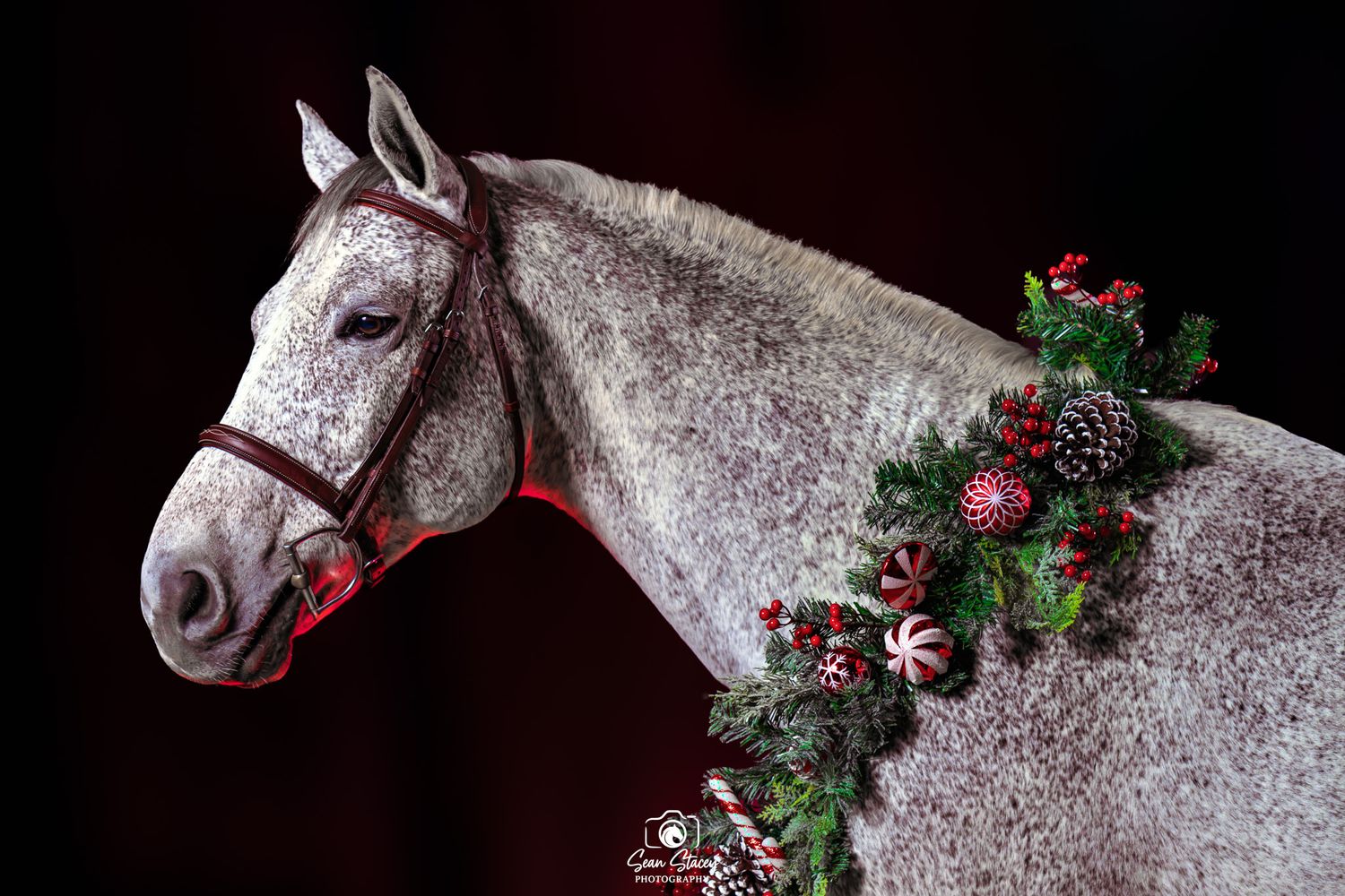 Detailed equine fine-art image showcasing horse’s power and grace during the holiday season — Dallas equestrian photographer.