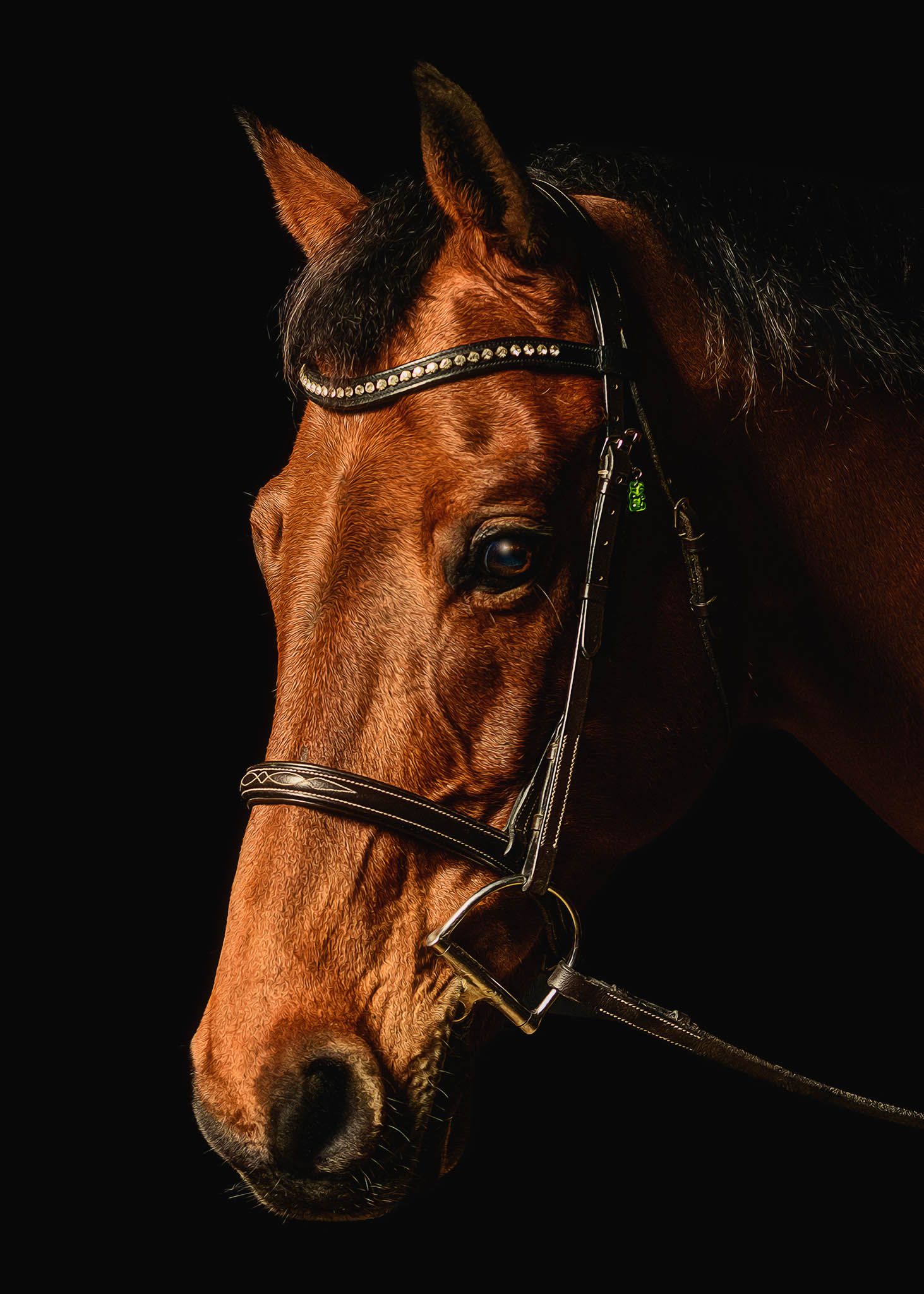 Black background equine portrait for fine-art display — Texas horse photographer