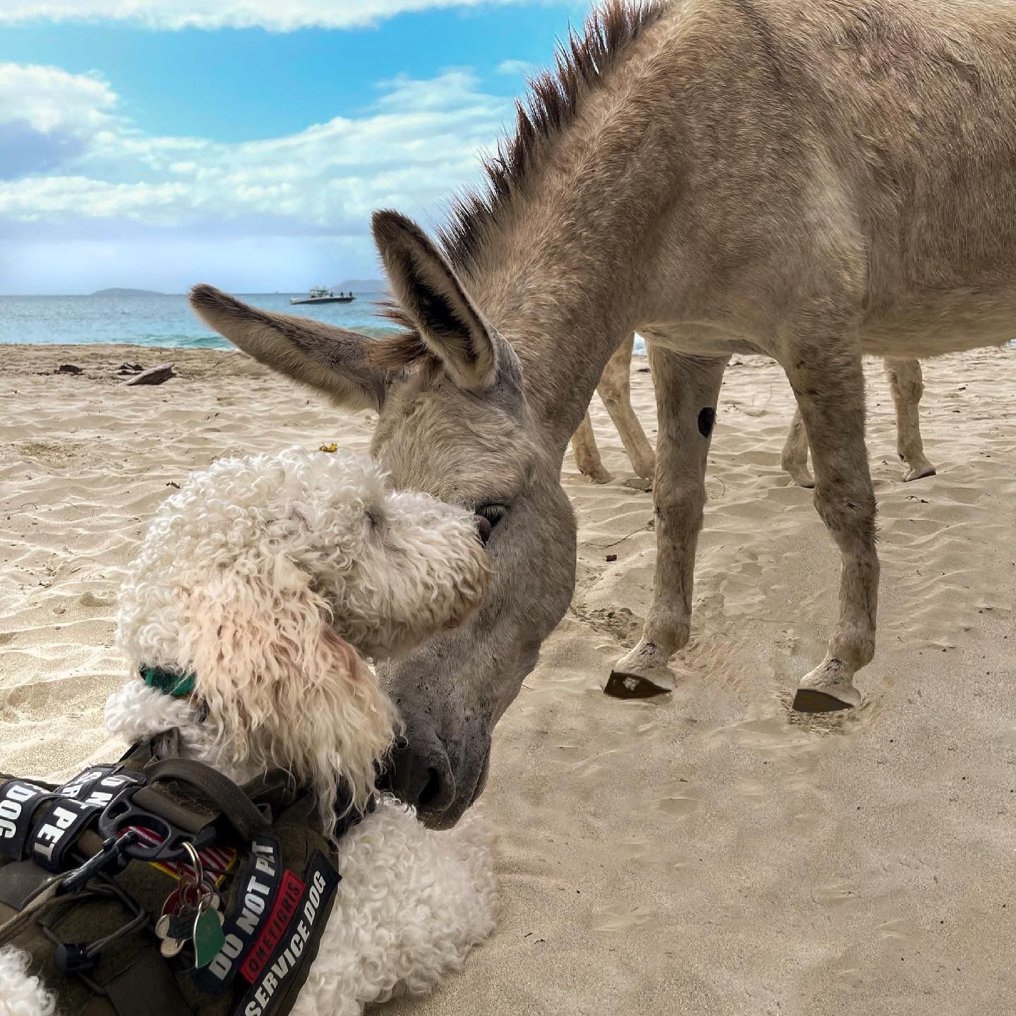 Curious donkey exploring Sean Stacey's dog, Barley  — humor and curiosity behind the lens.