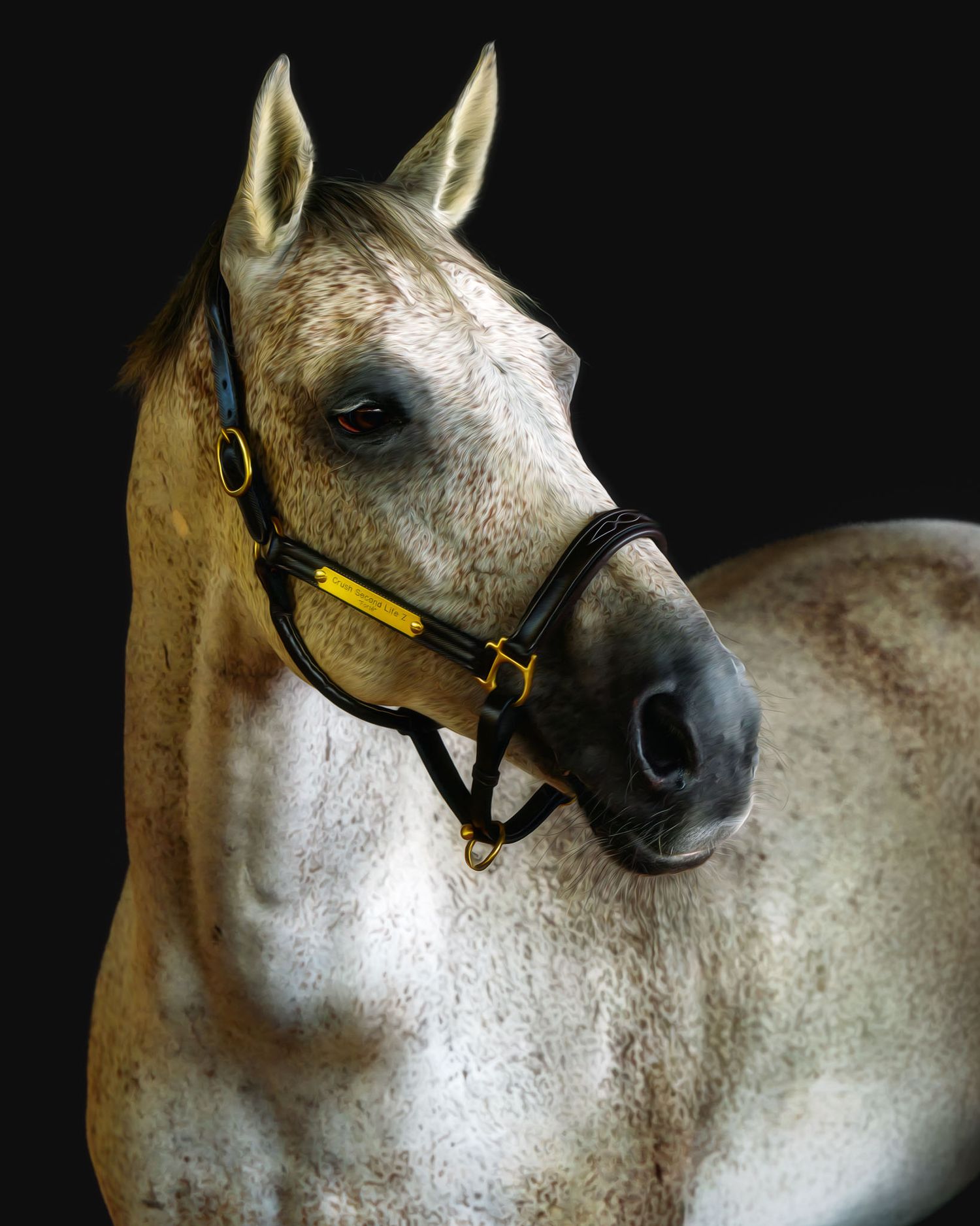 Black background equine portrait emphasizing the beauty and power of the horse