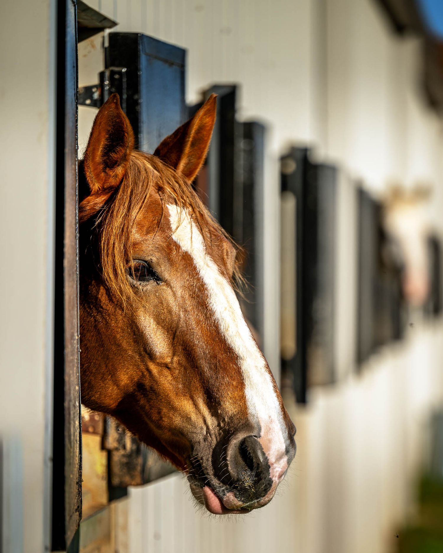 Horse sale portrait showing conformation and stance — equine branding photographer