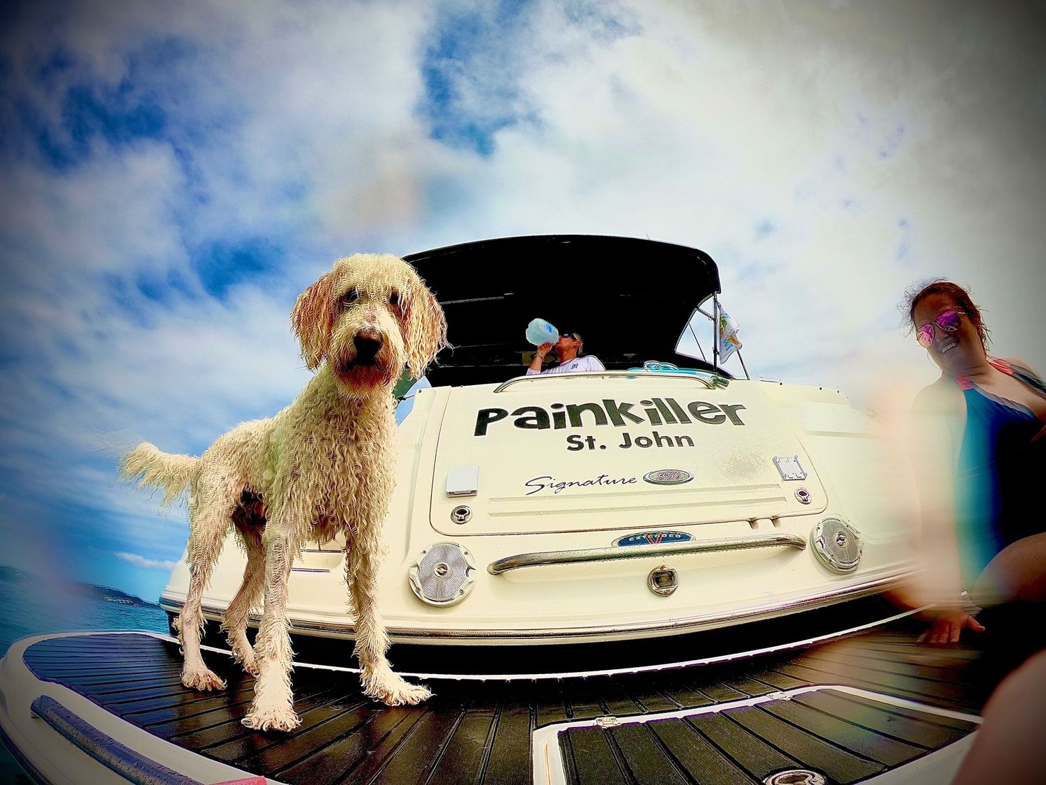 Dog on the boat “Painkiller” — island life and freedom on the water in the USVI.