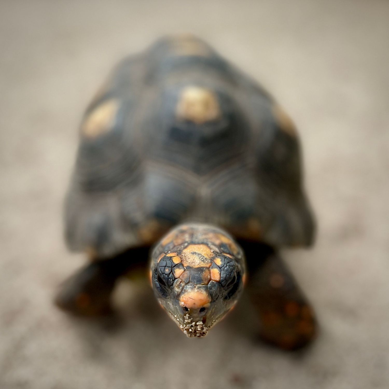 Close-up sequence of a red-footed tortoise's head showing its distinctive facial features and scaly skin pattern.